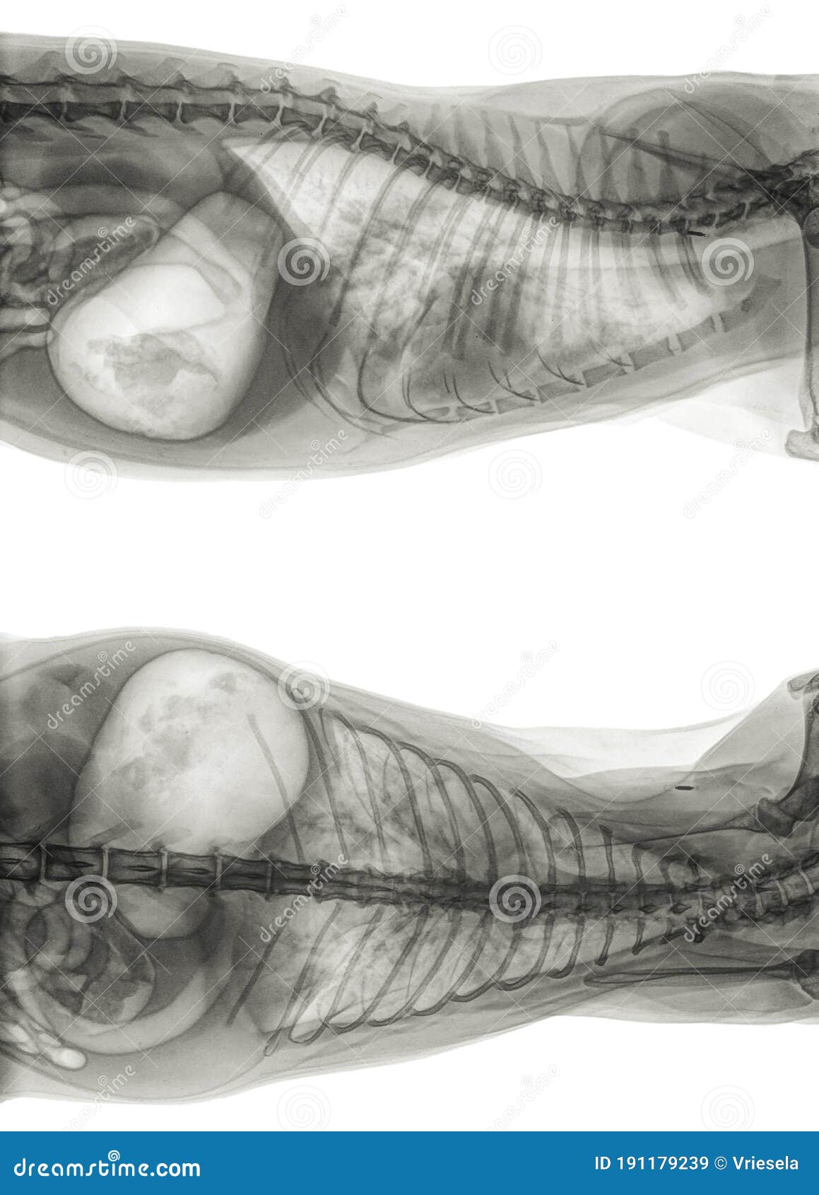 x-ray of a cat with severe pneumonia,  extensive bronchial and alveolar changes