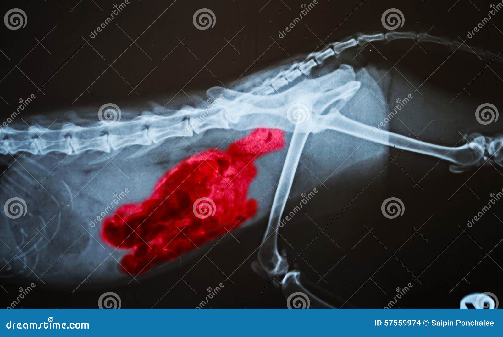 X ray for dog stock photo. Image of dysplasia, bone, inside 57559974