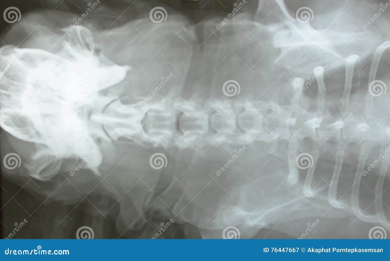 Xray Film of Dog Head and Body Stock Image Image of animal, teeth