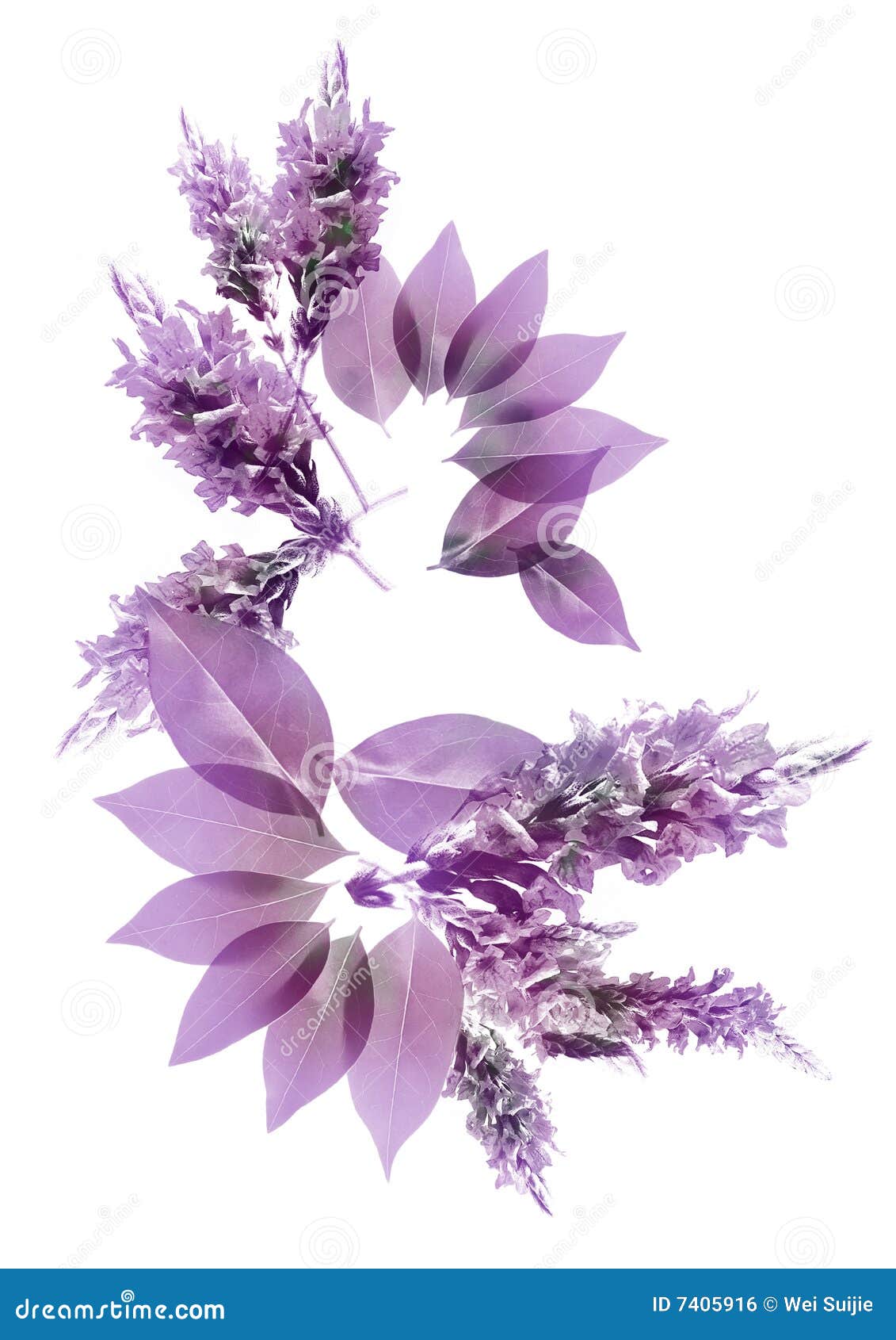 Download X-ray Flower Royalty Free Stock Image - Image: 7405916