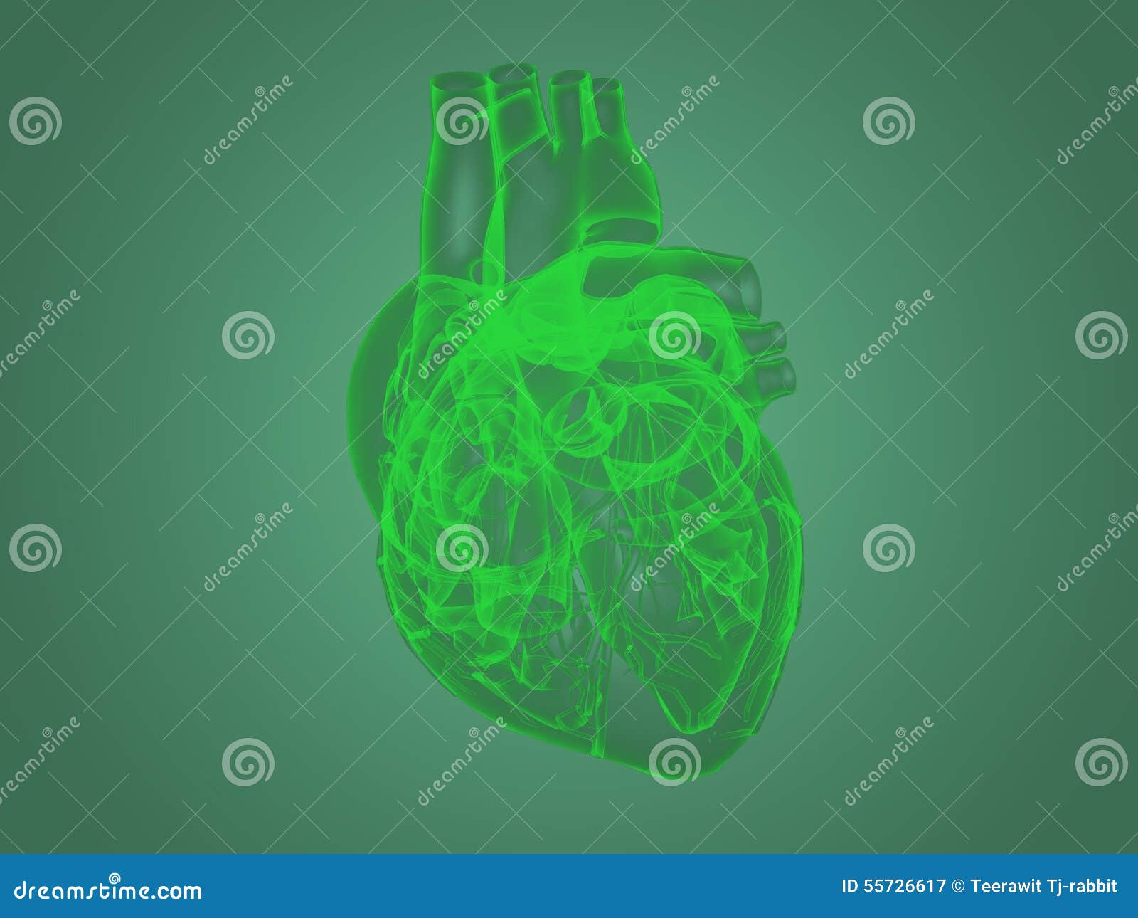 Xray heart anatomy stock illustration. Illustration of science 55726617