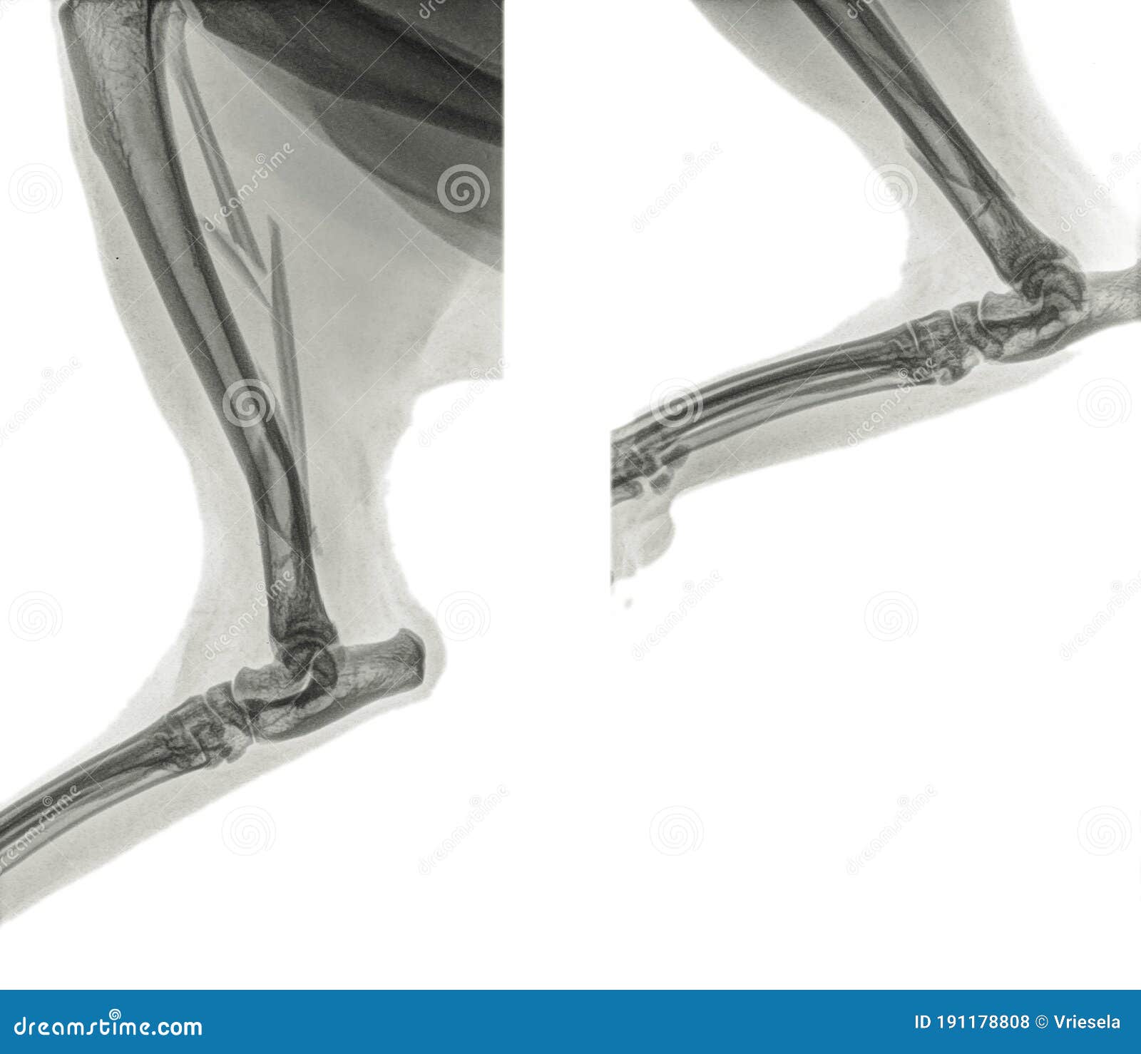 cat tibia and fibula