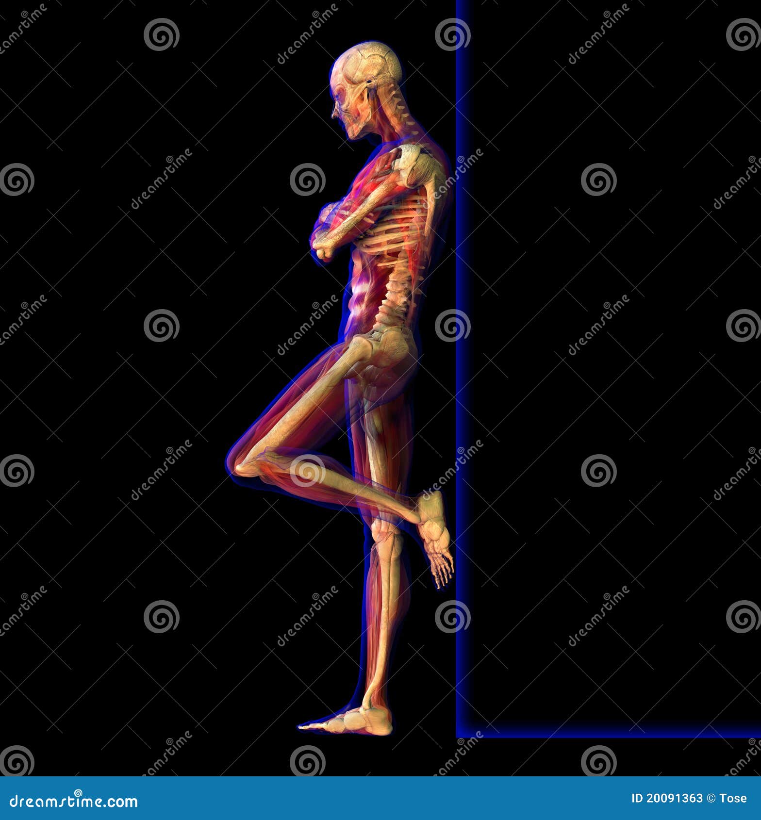 X Ray Illustration Of Anatomy Skeleton Stock Illustration