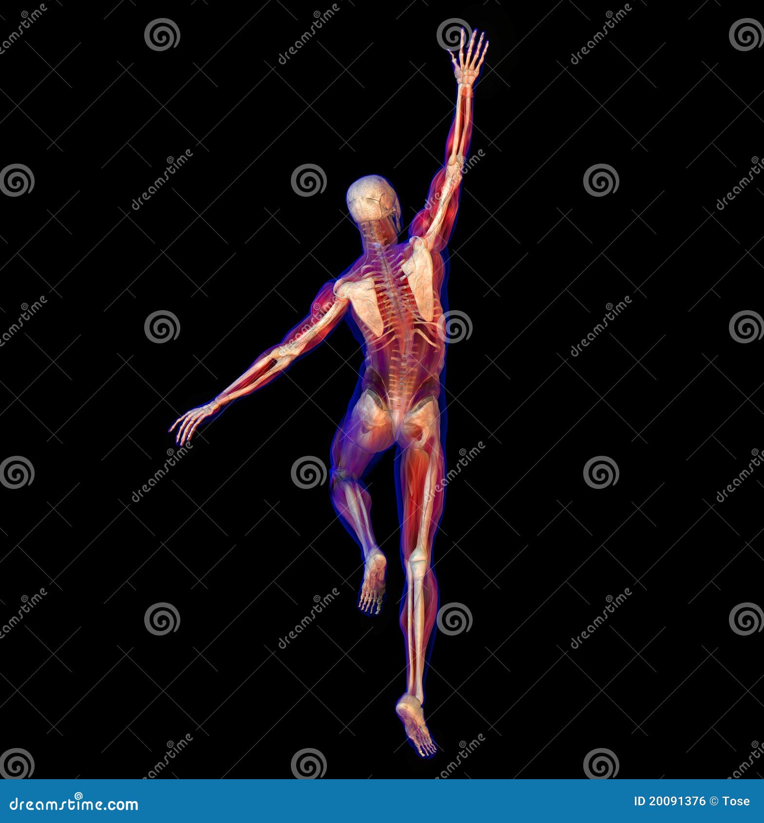 X-ray Illustration Of Anatomy, Skeleton Biology Diagrams