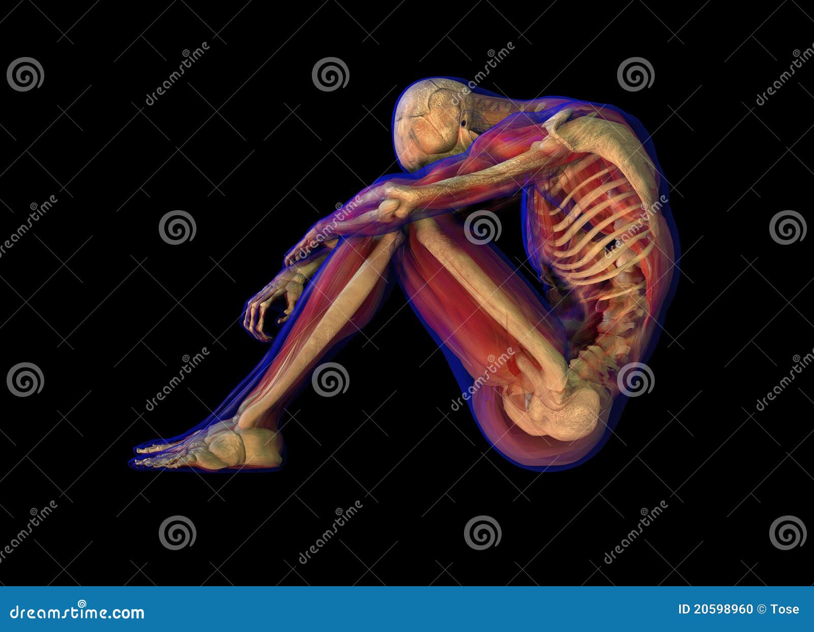 X-ray Illustration Of Human Anatomy And Skeleton Biology Diagrams