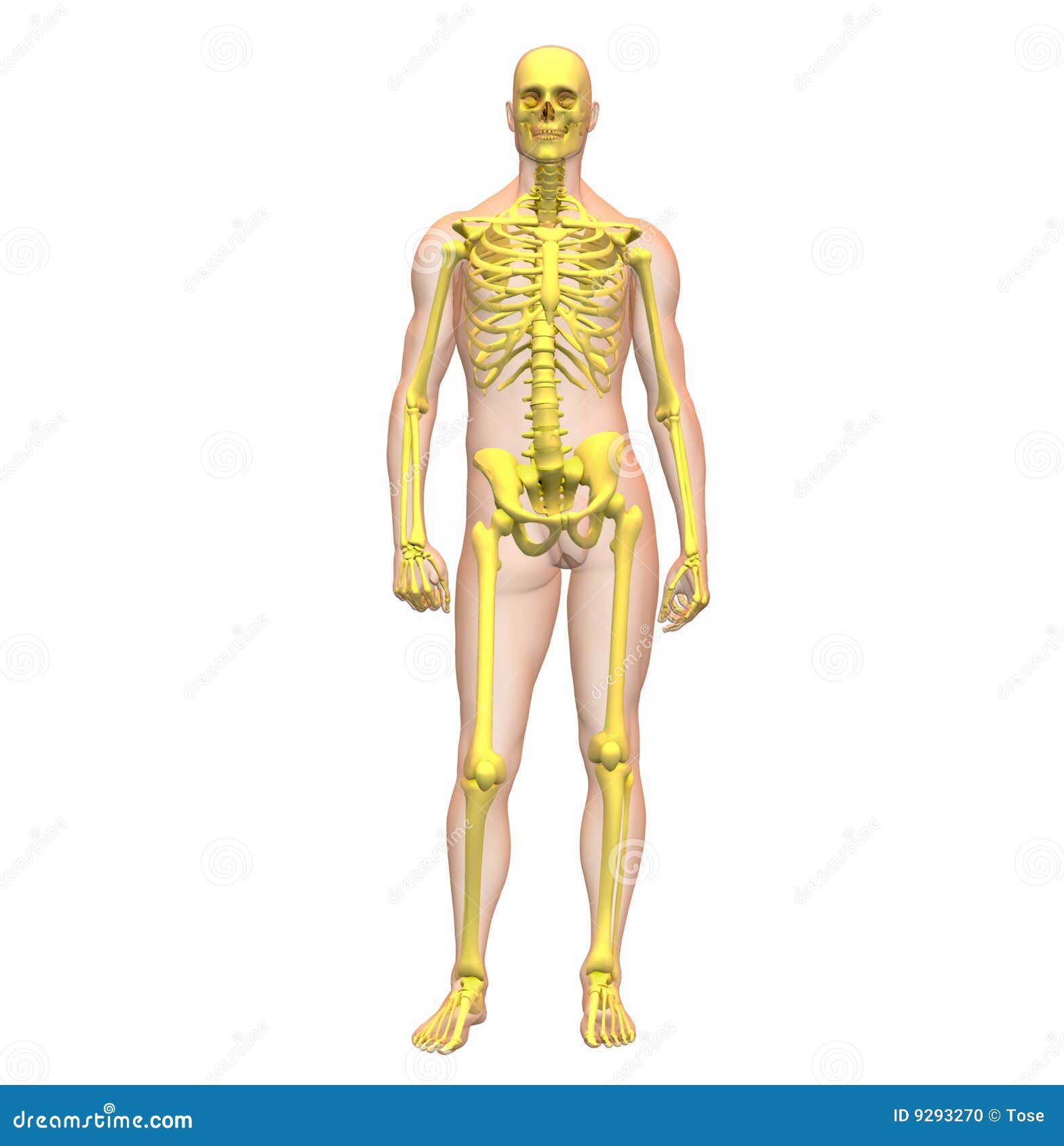 Xray Illustration of Male Human Body Skeleton Stock Illustration
