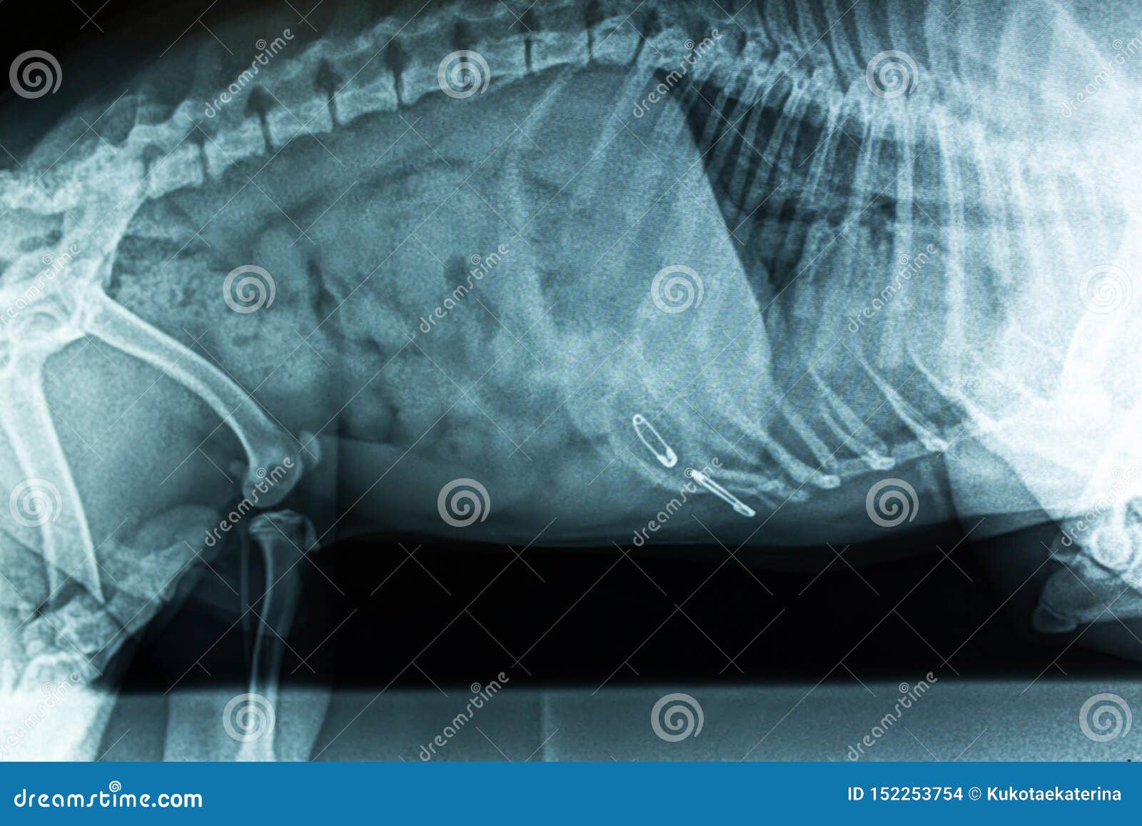 how much are x rays for dogs