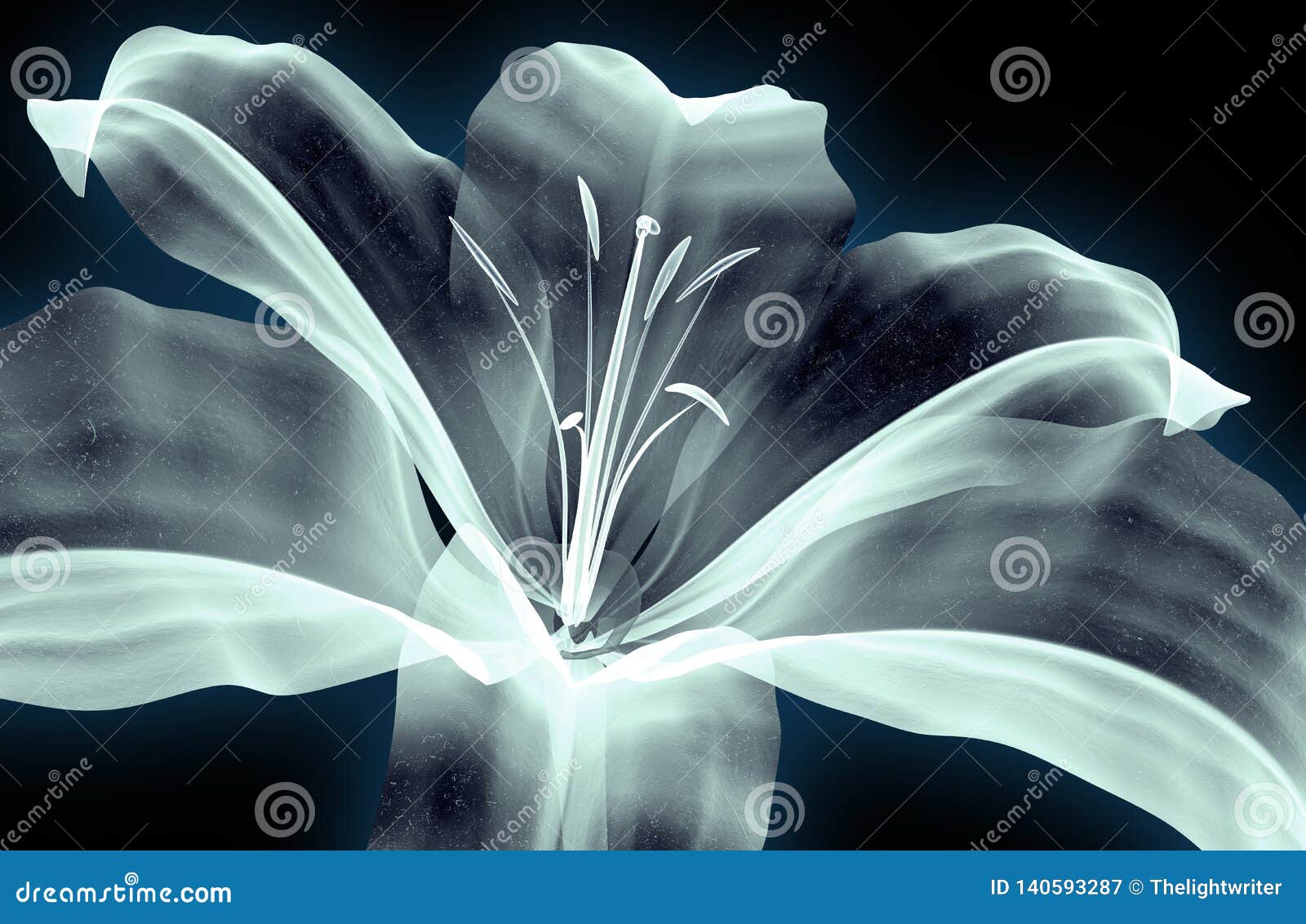 Xray Image of a Flower Isolated on White , the Amaryllis Stock