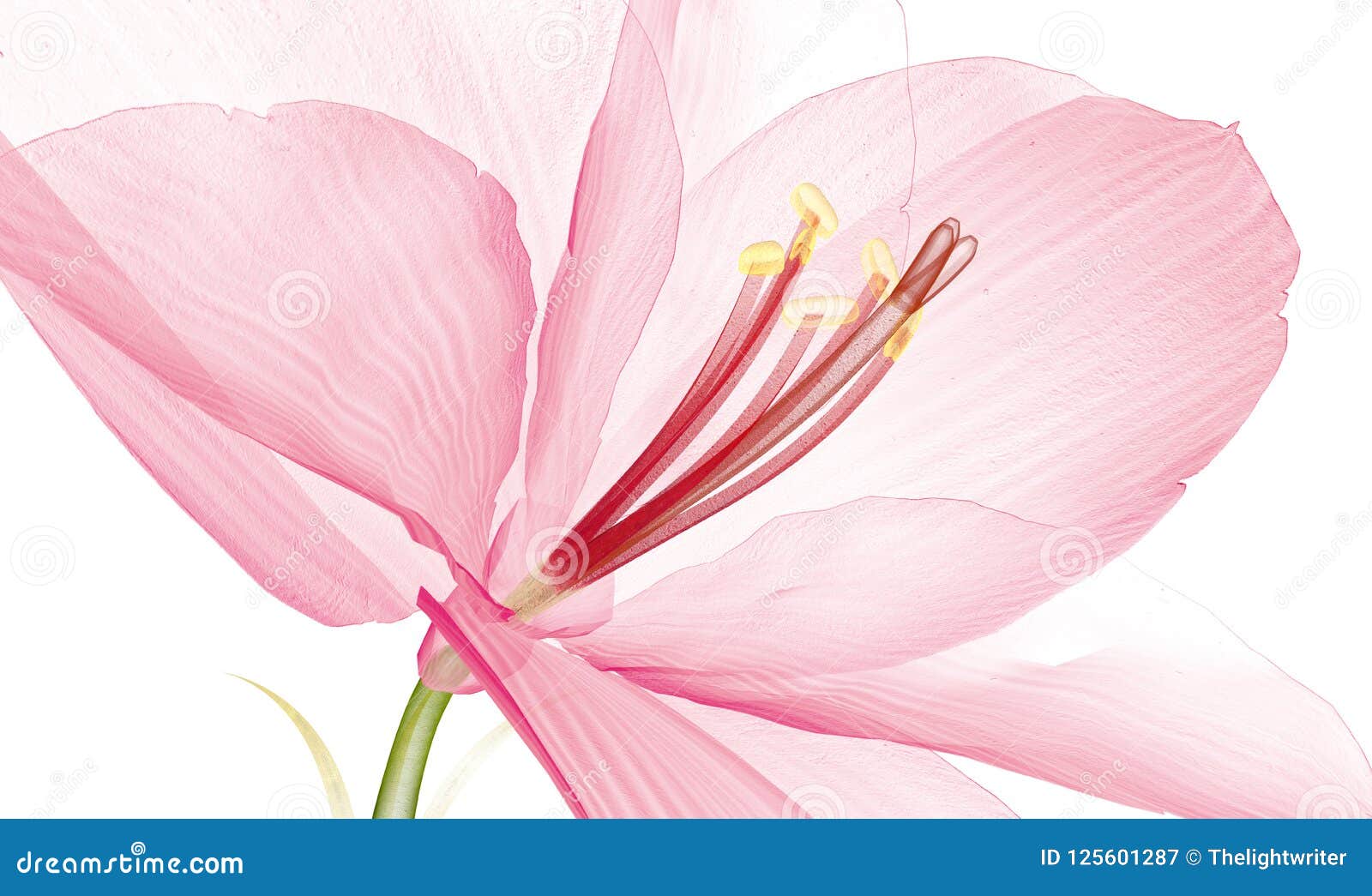 Download X-ray Image Of A Flower Isolated On White, The Ameryllis ...