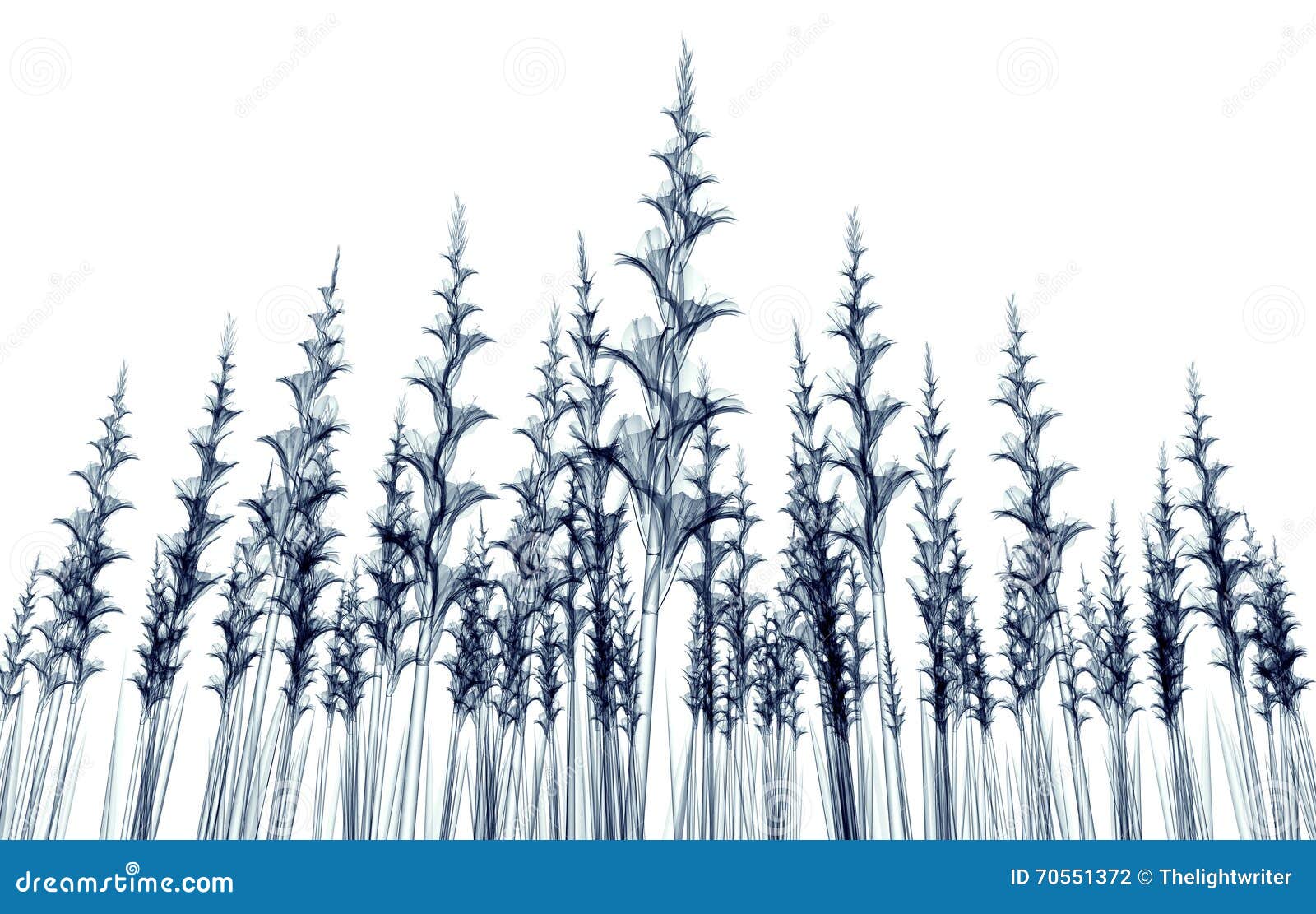 Xray Image of a Flower Isolated on White , the Gladiolus Stock