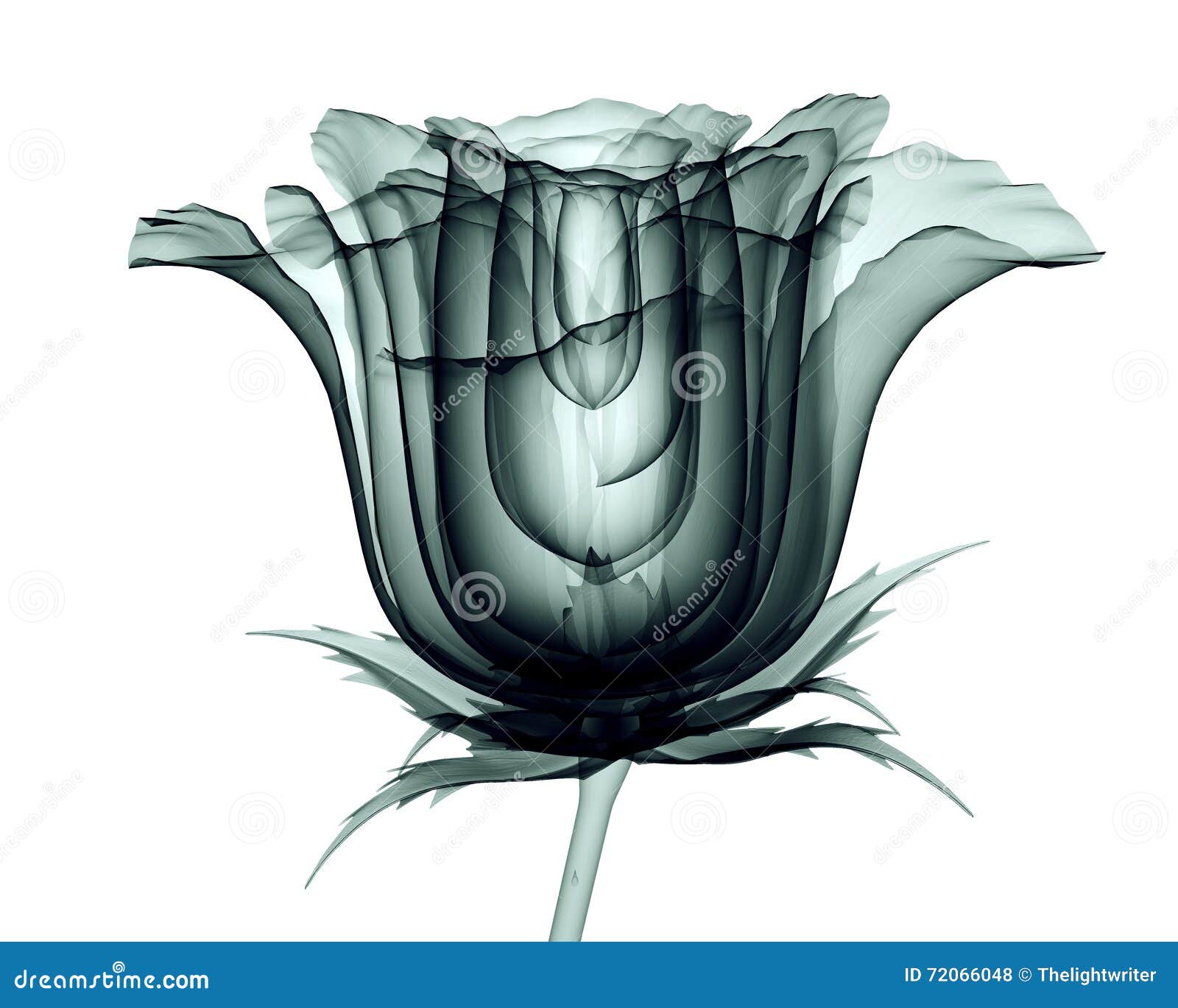 Download X-ray Image Of A Flower Isolated On White , The Rose Stock ...