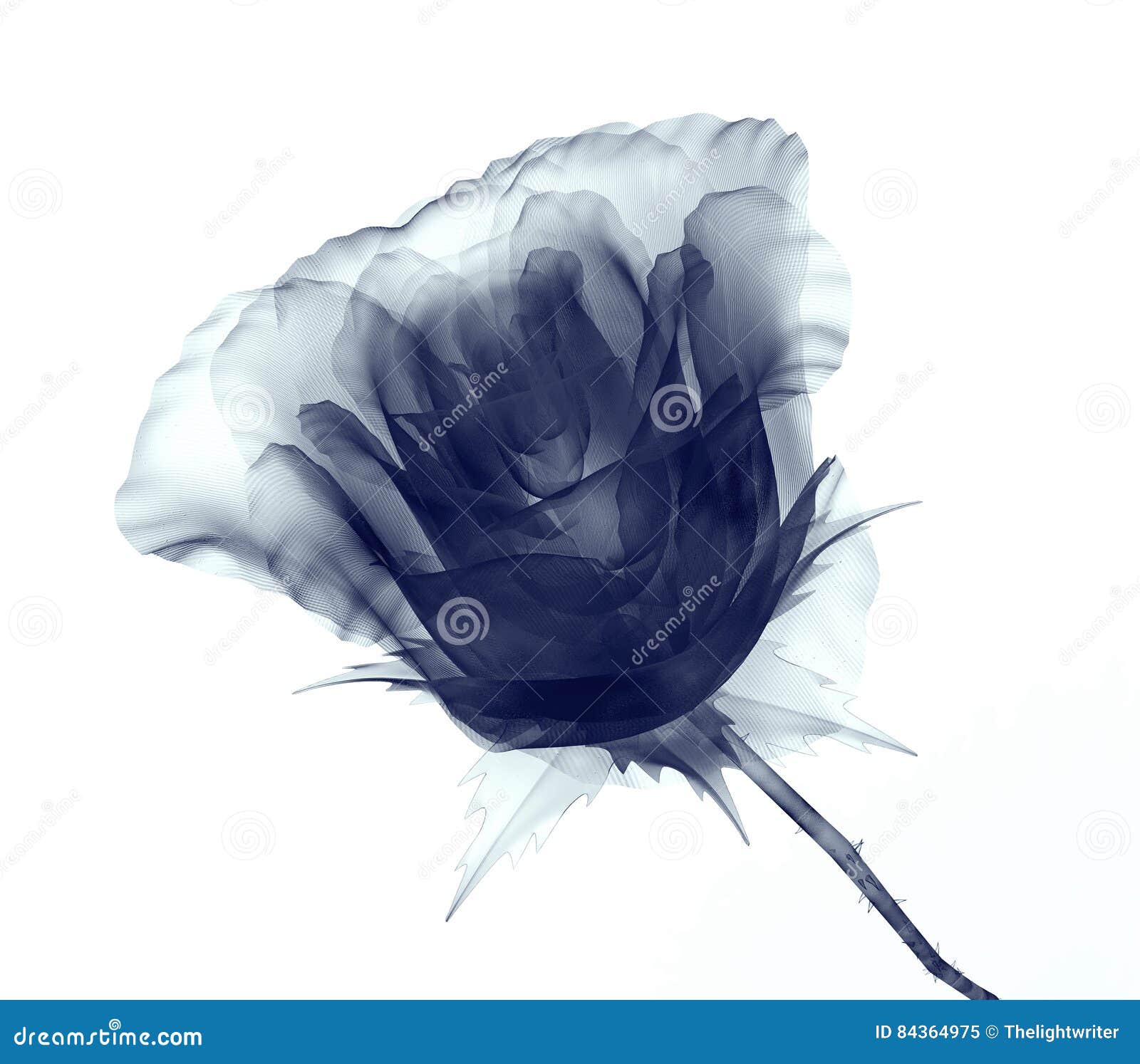 Xray Image of a Flower Isolated on White , the Rose Stock Illustration