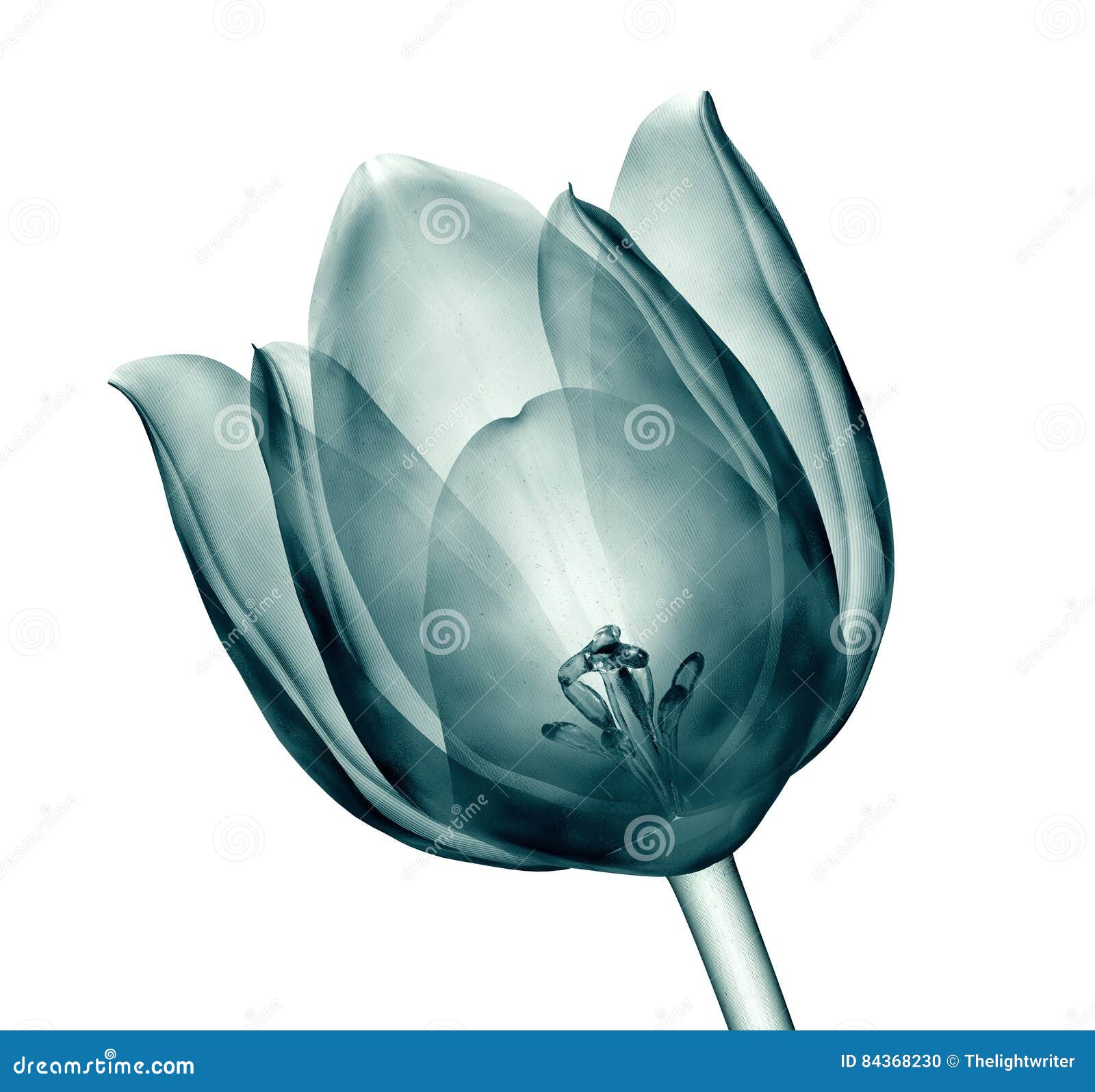 Download X-ray Image Of A Flower Isolated On White , The Tulip ...