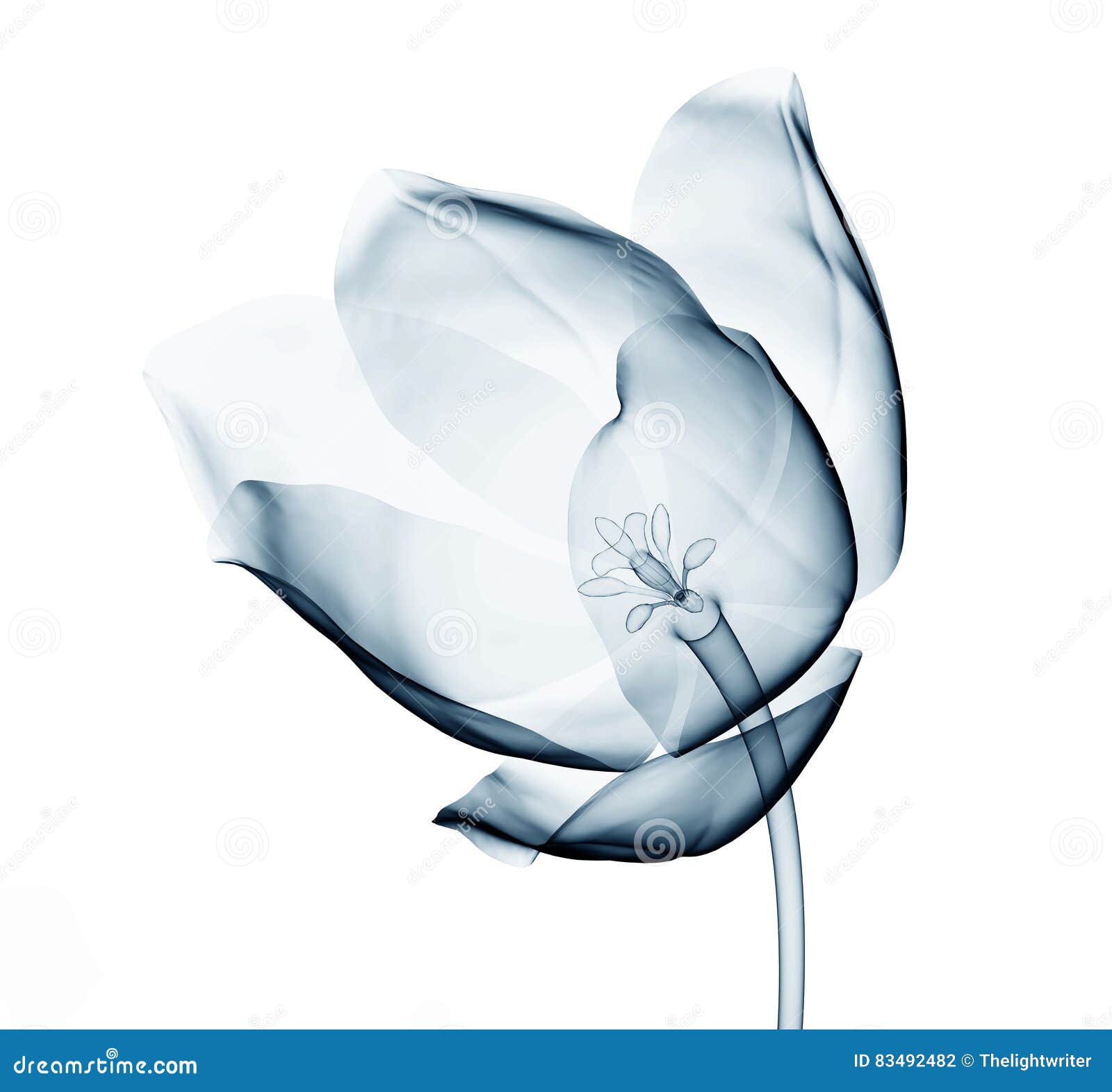 Download Xray Flower Stock Illustrations 357 Xray Flower Stock Illustrations Vectors Clipart Dreamstime 3D SVG Files Ideas | SVG, Paper Crafts, SVG File