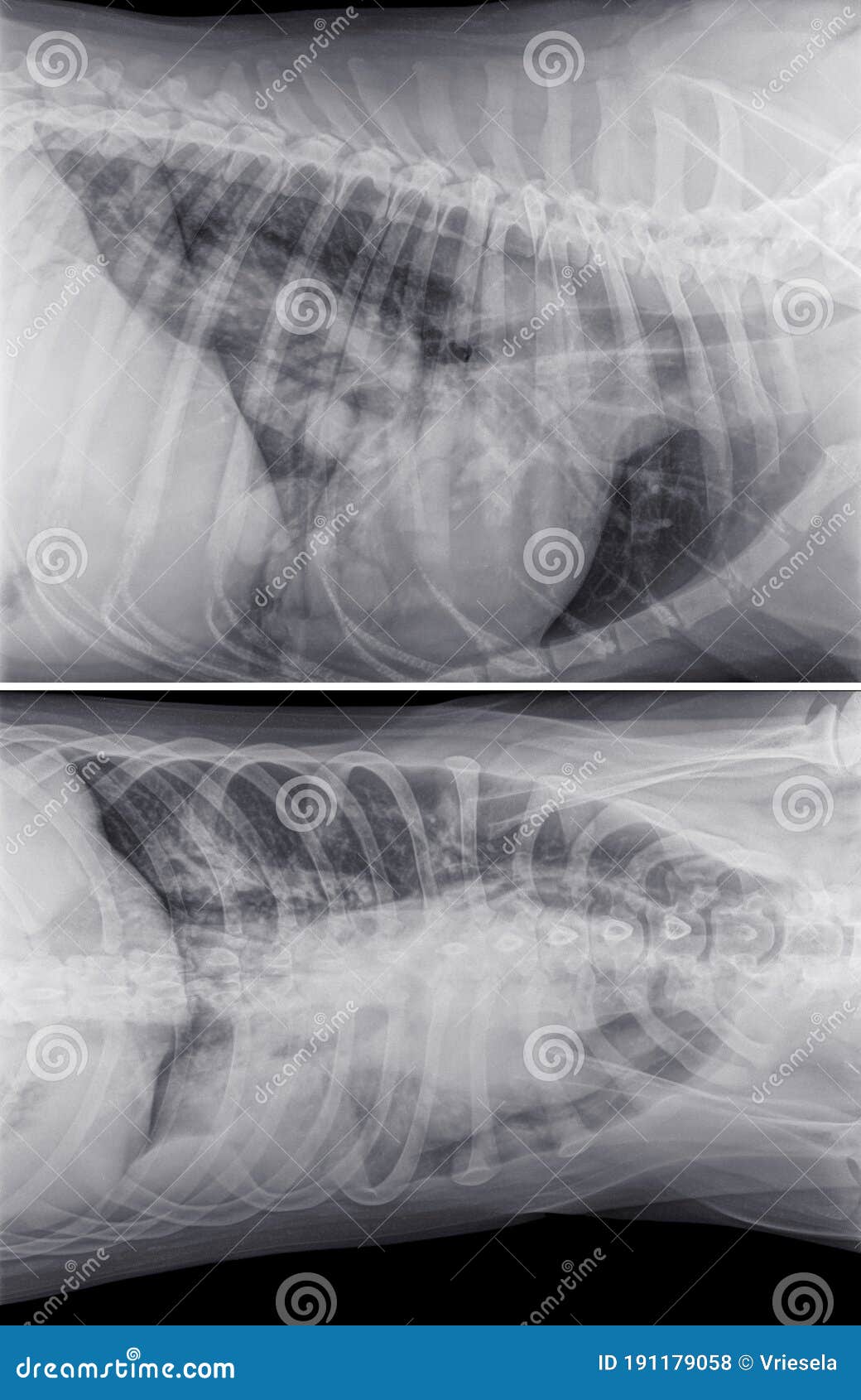 how much is a chest xray for a dog