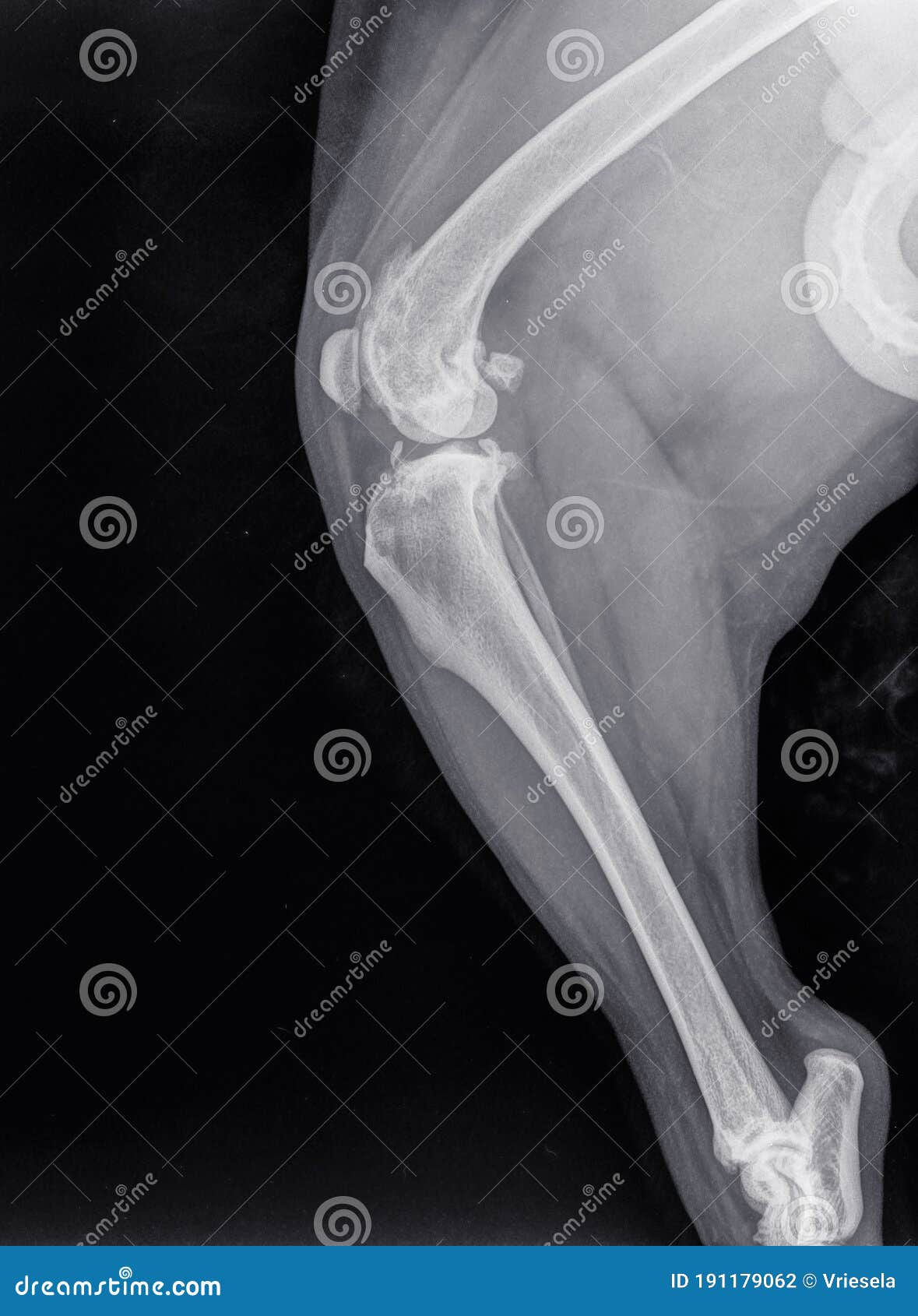 x ray of a severe osteoartritis in the knee of a dog
