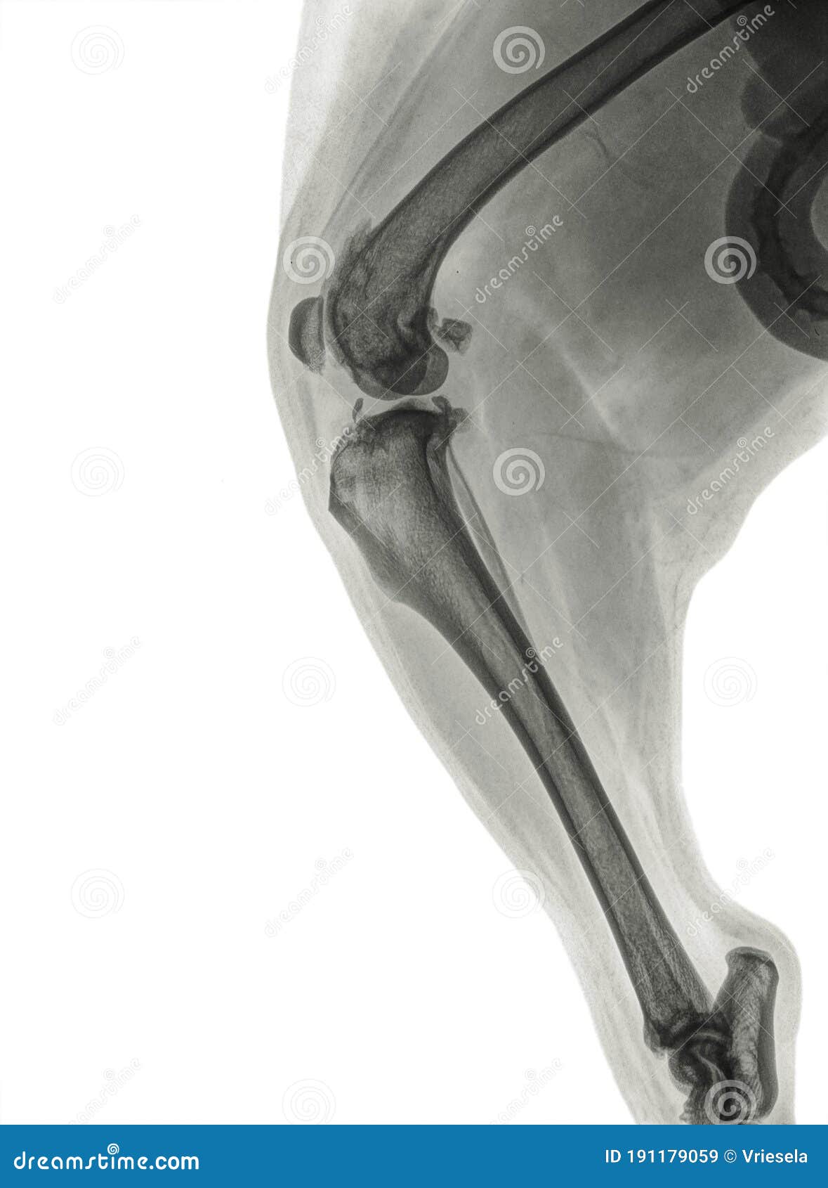 x ray of a severe osteoartritis in the knee of a dog