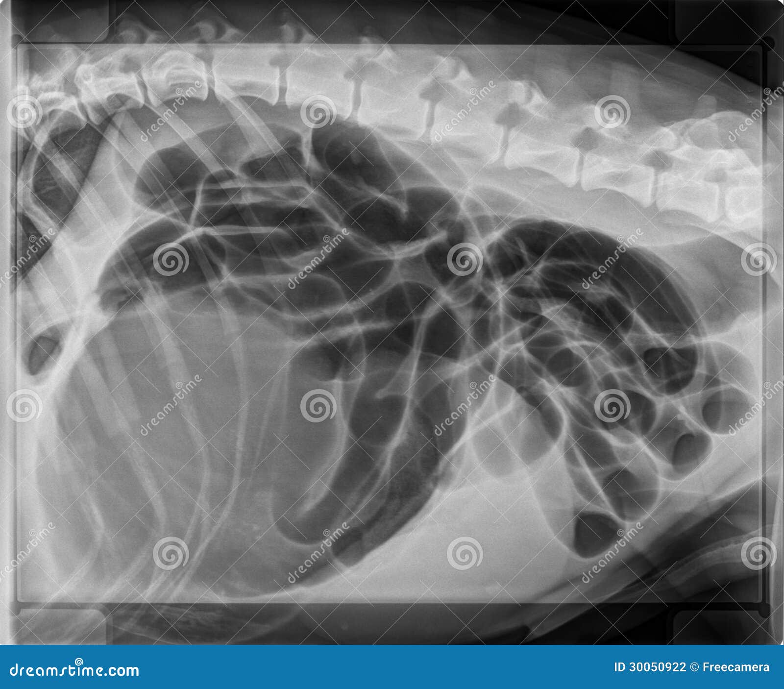 dog stomach bloat and torsion x-ray