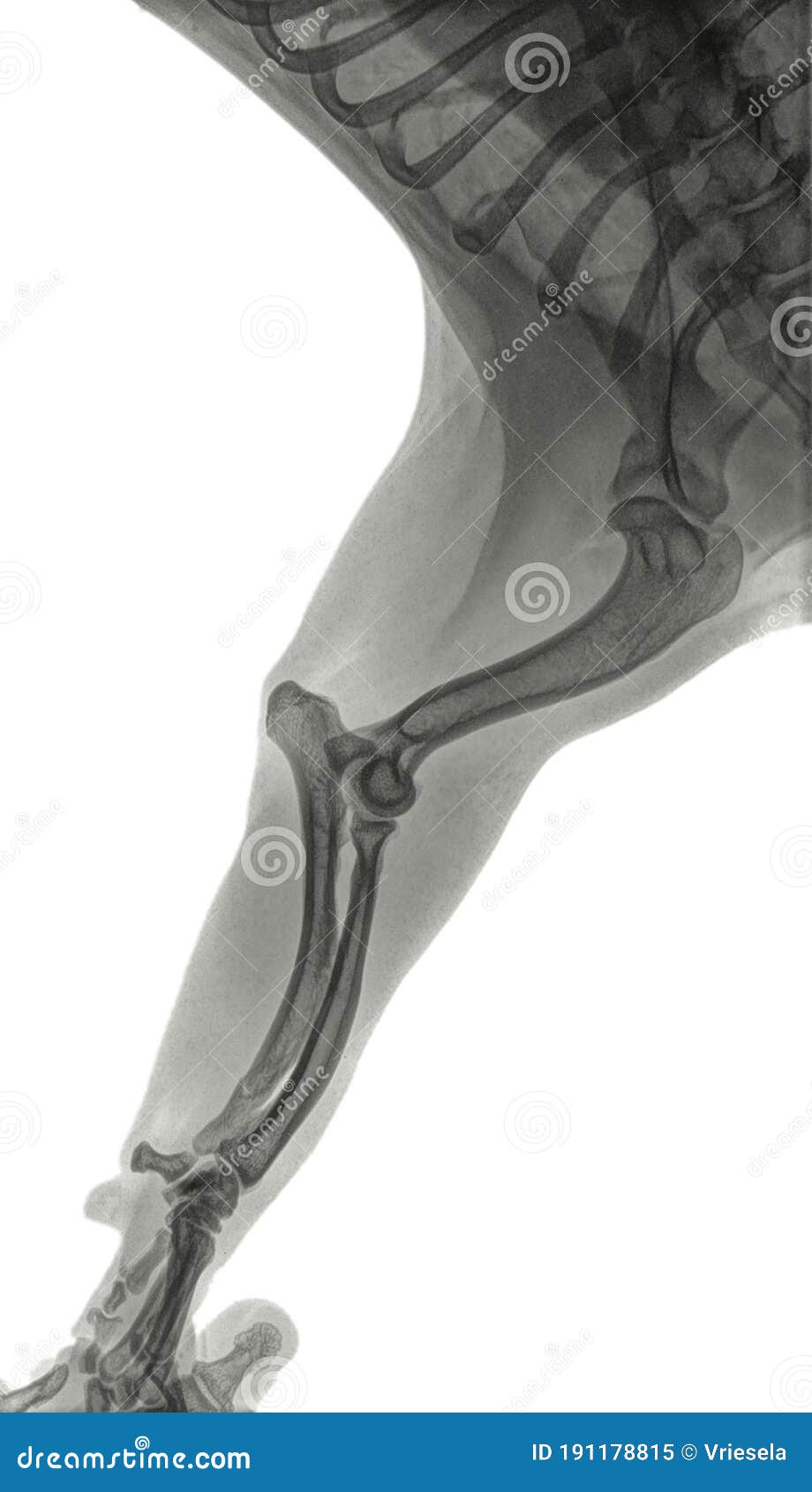 x-ray of the stretched foreleg of a dog