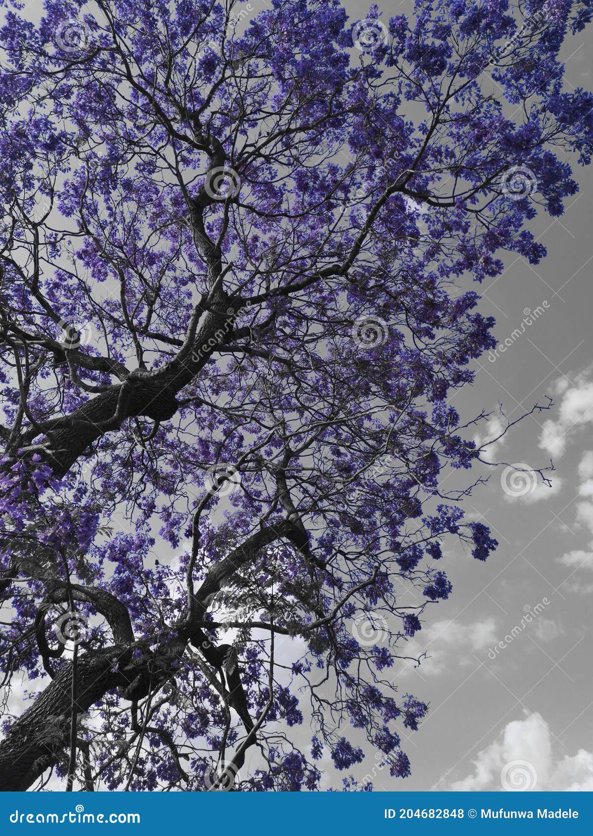 it's the colour of the jacaranda that just brightens everything up