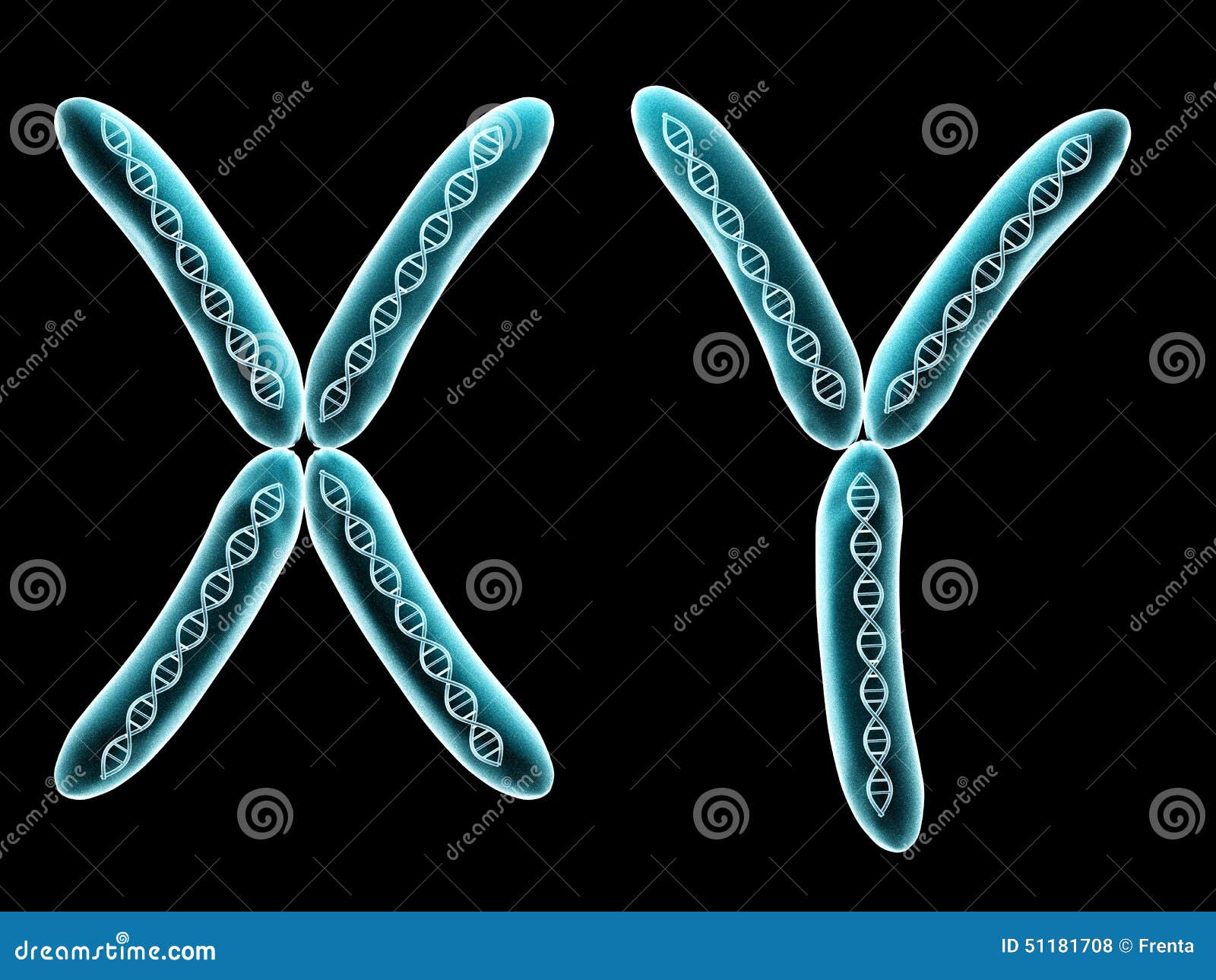 X and Y chromosome stock illustration. Illustration of origins 51181708