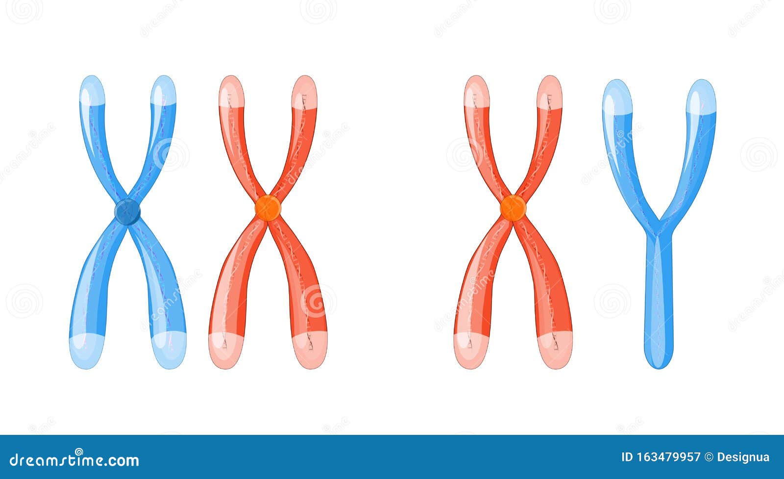 X And Y Chromosomes With Dna On A White Background Stock Vector