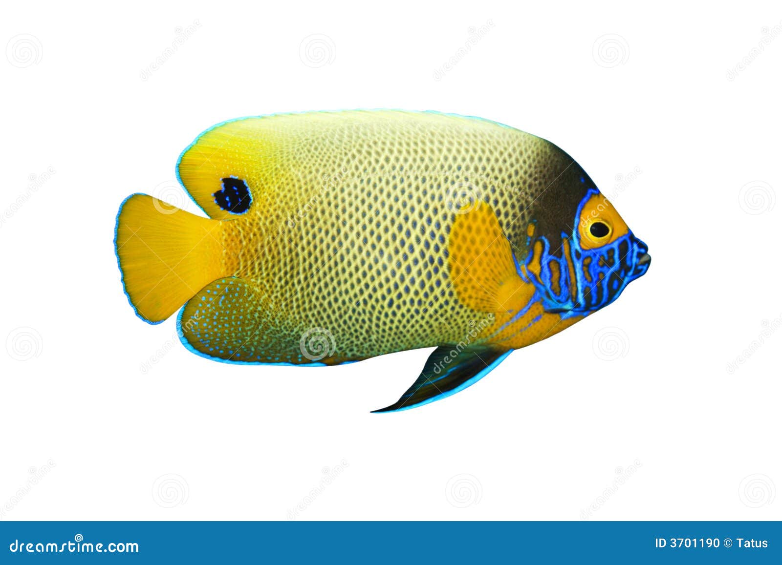 92,493 Photos de Une D Un Poisson Exotique Dans Un Aquarium - Photos de  stock gratuites et libres de droits de Dreamstime