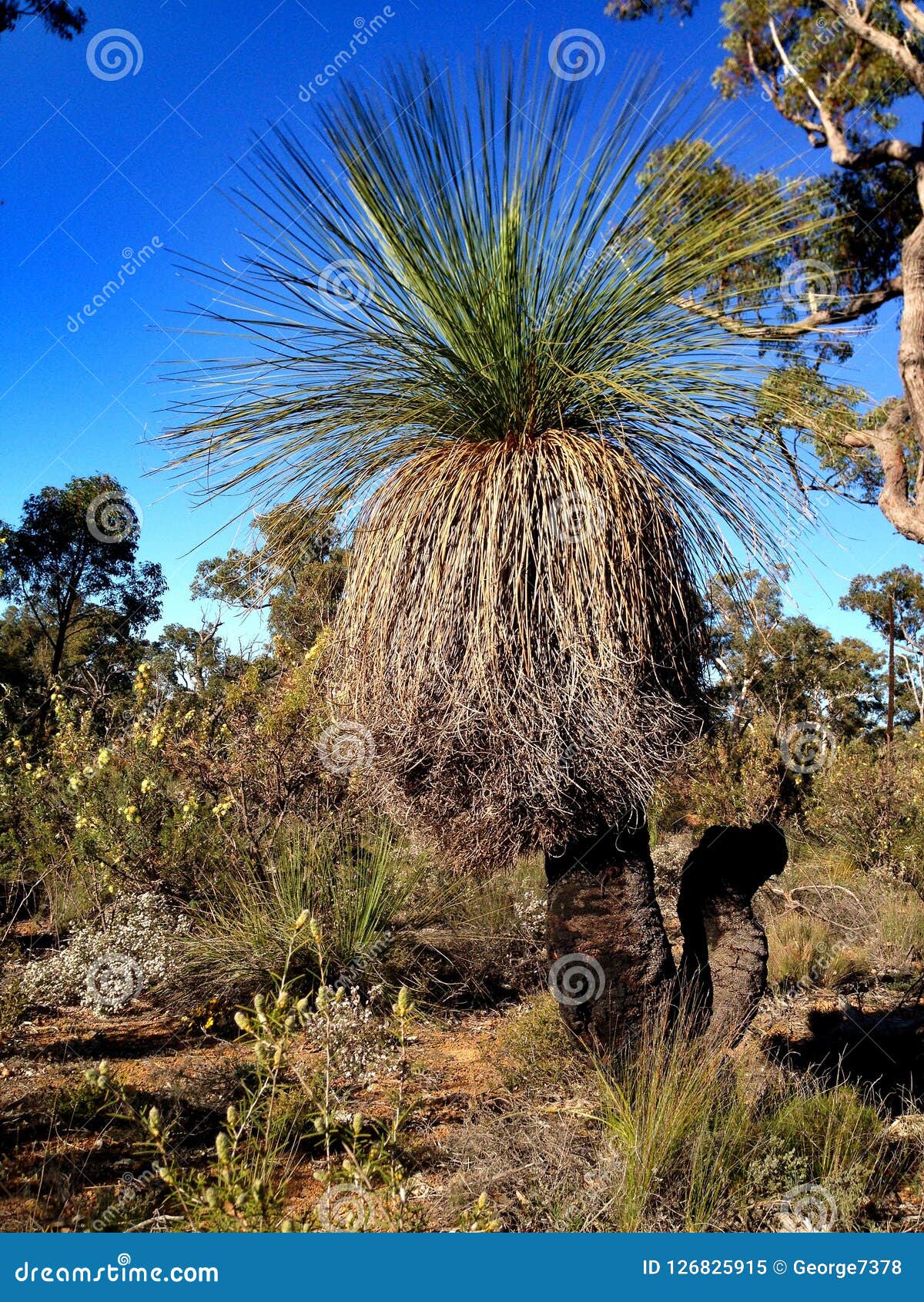 Xanthorrhoea <code>Black Boy</code> Tree Growing In The Australian