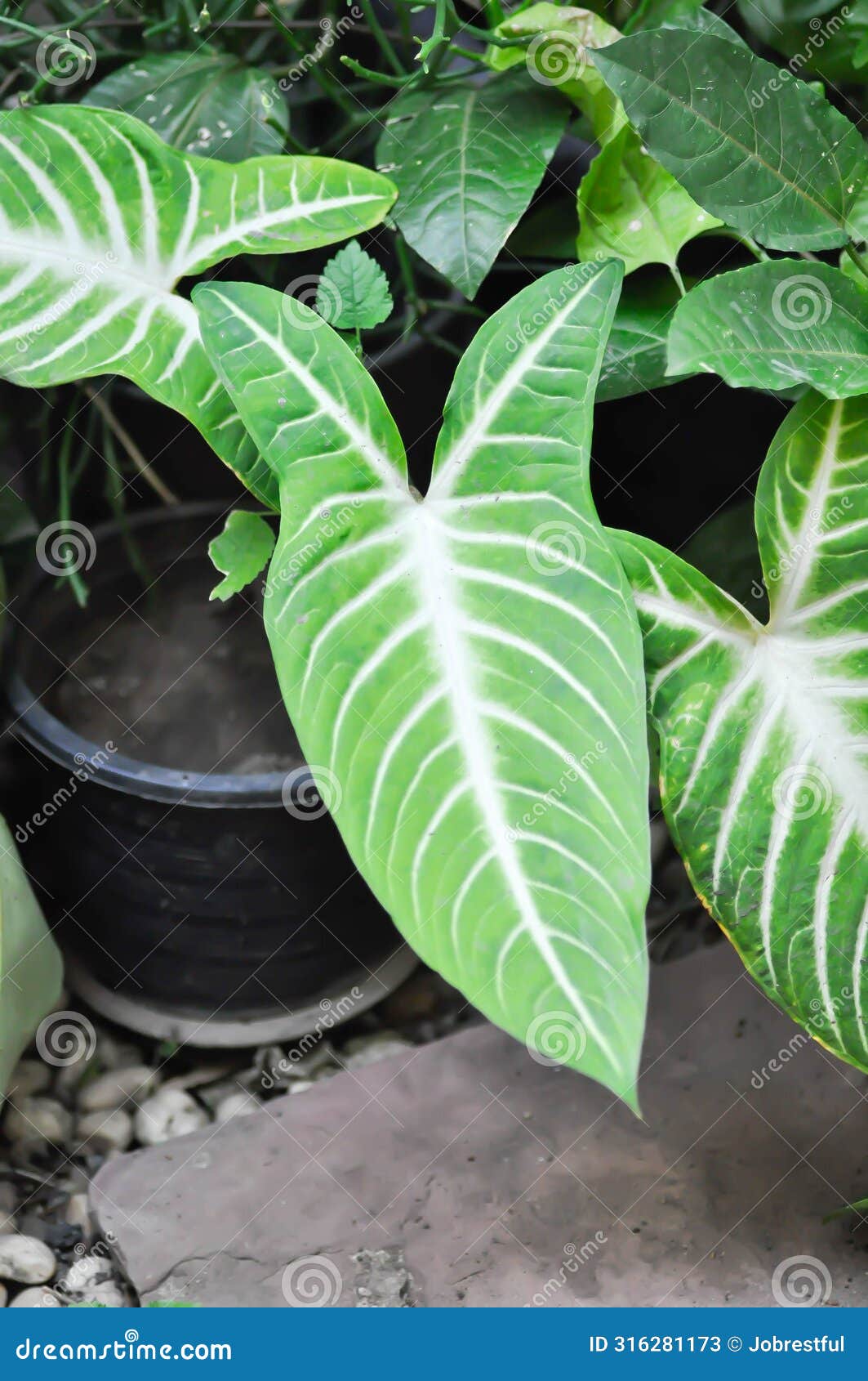 the xanthosoma, the fancy leaf caladium or caladium lindenii andre or madisonsyn or xanthosoma lindenii or araceae