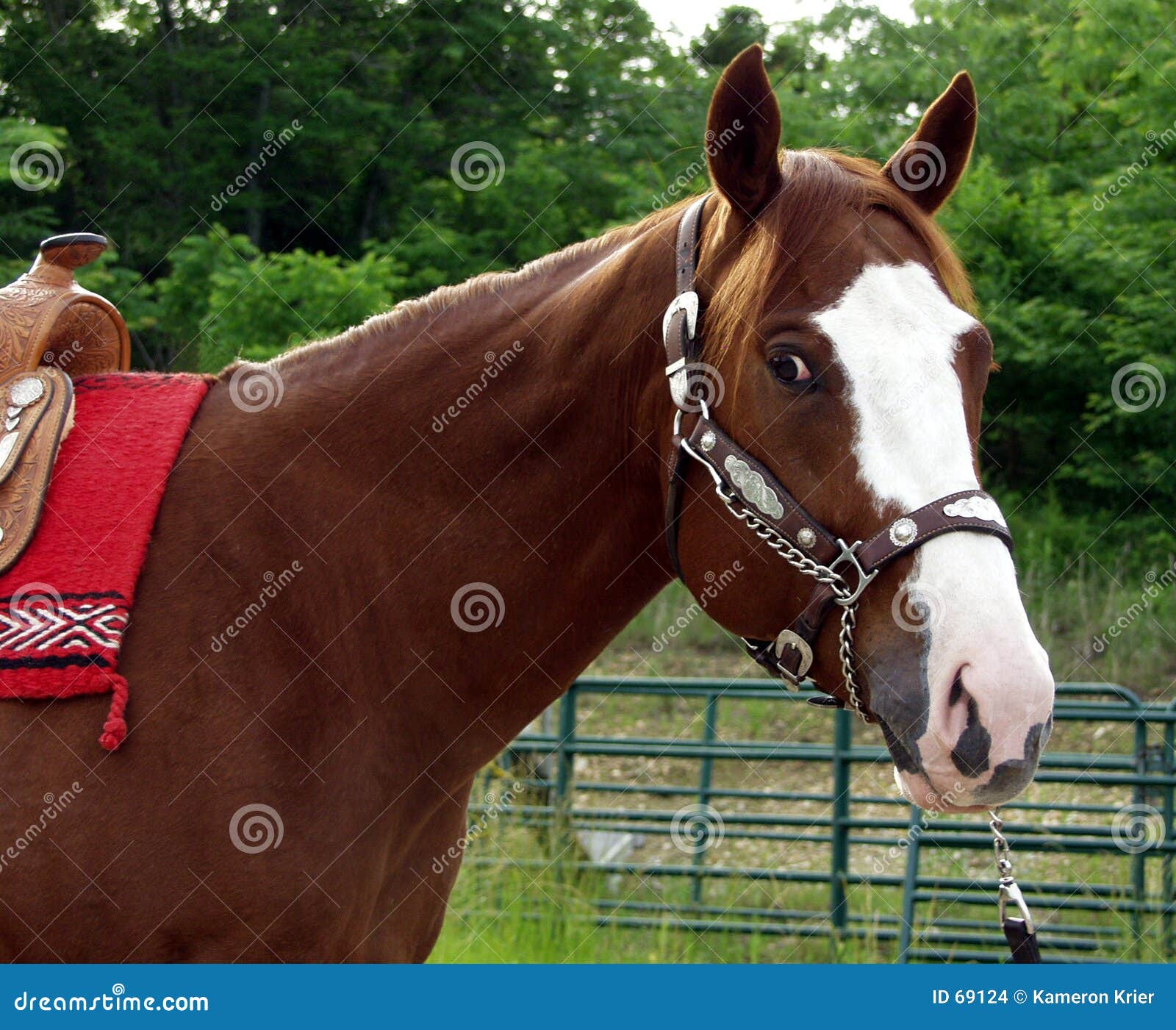 Xena Headshot stock photo. Image of saddle, blaze, headshot 69124