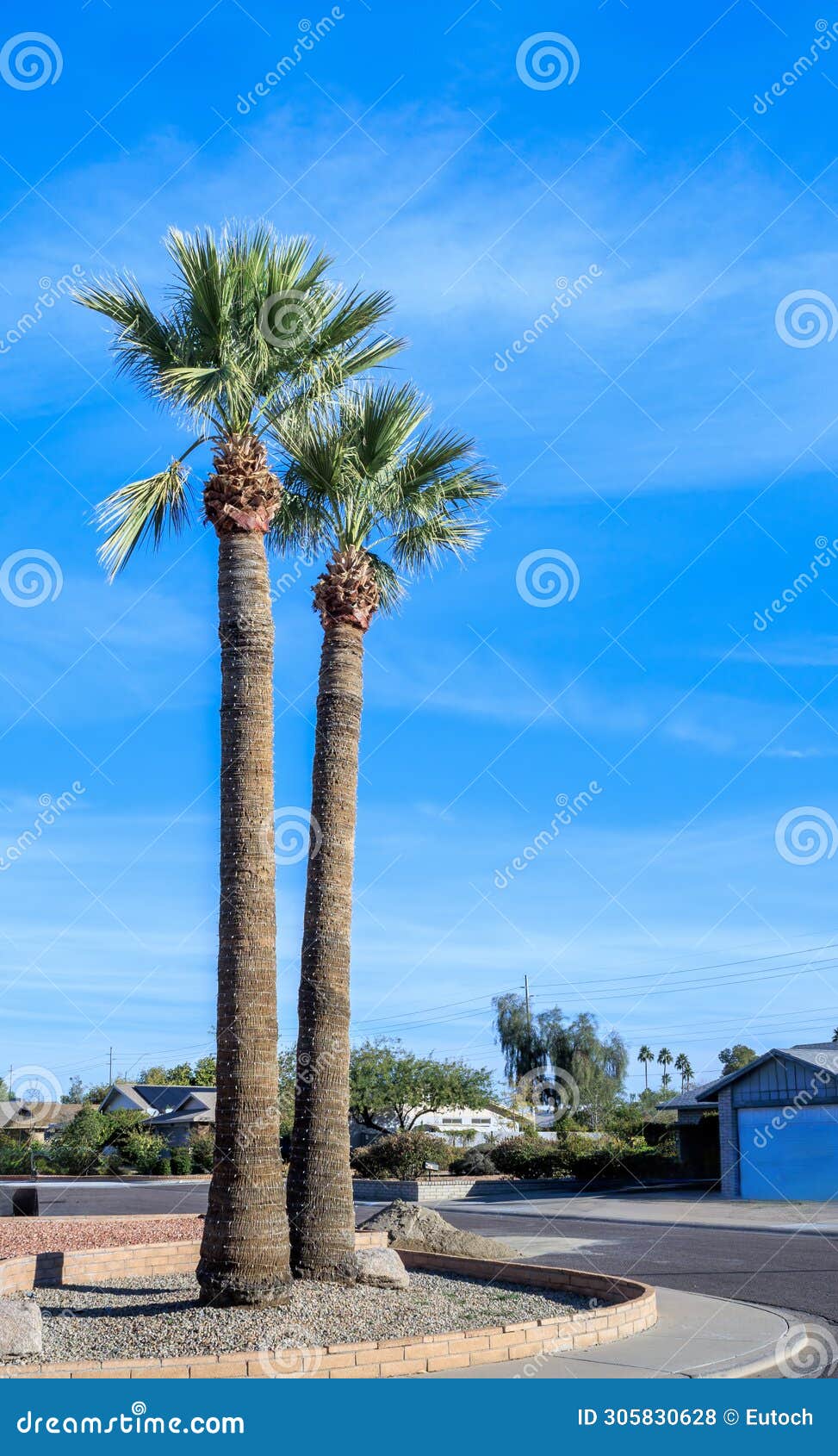 xeriscaped street corner with king palms in phoenix, az
