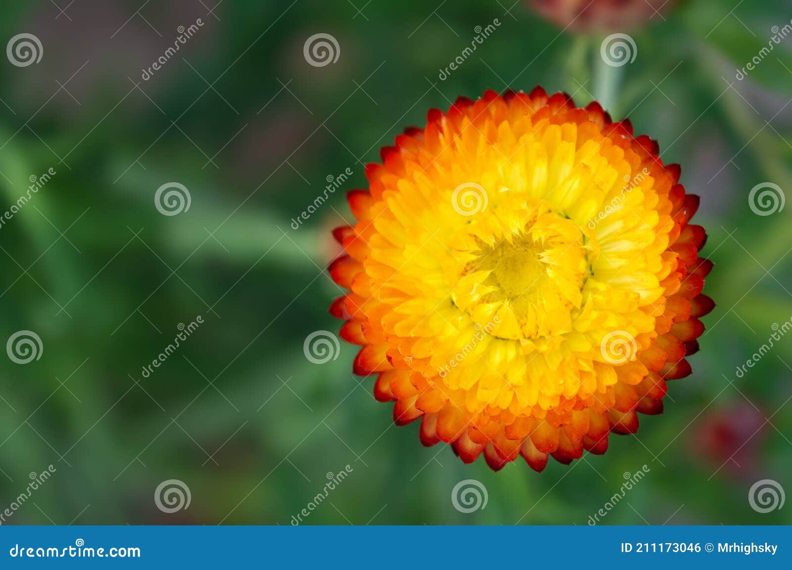 xerochrysum bracteatum everlasting flower