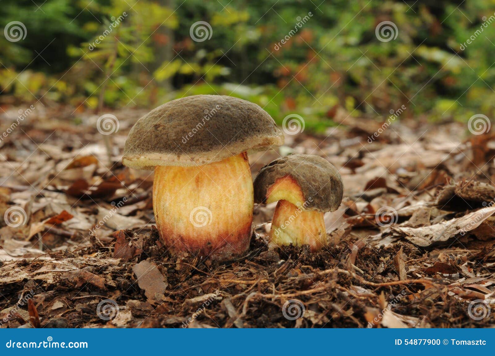 xerocomellus chrysenteron