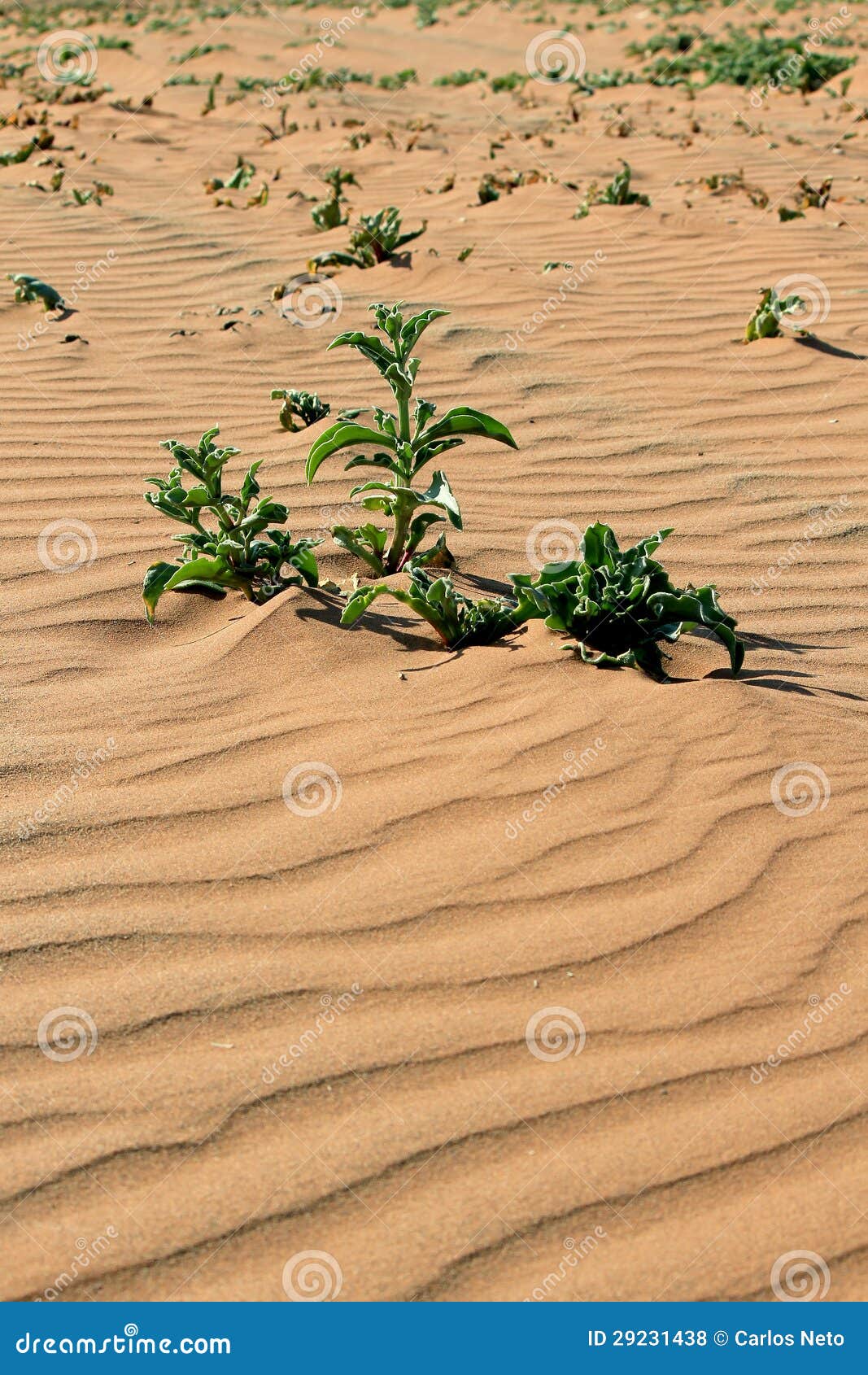 xerophytic plant in the sandy namib desert.