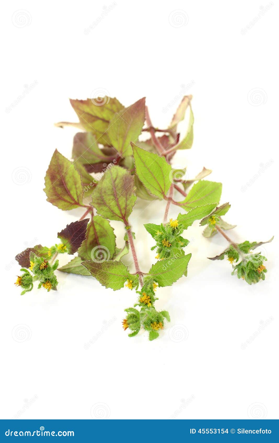 Xi Xian Cao stock photo. Image of chinese, autumn, neurasthenia 45553154