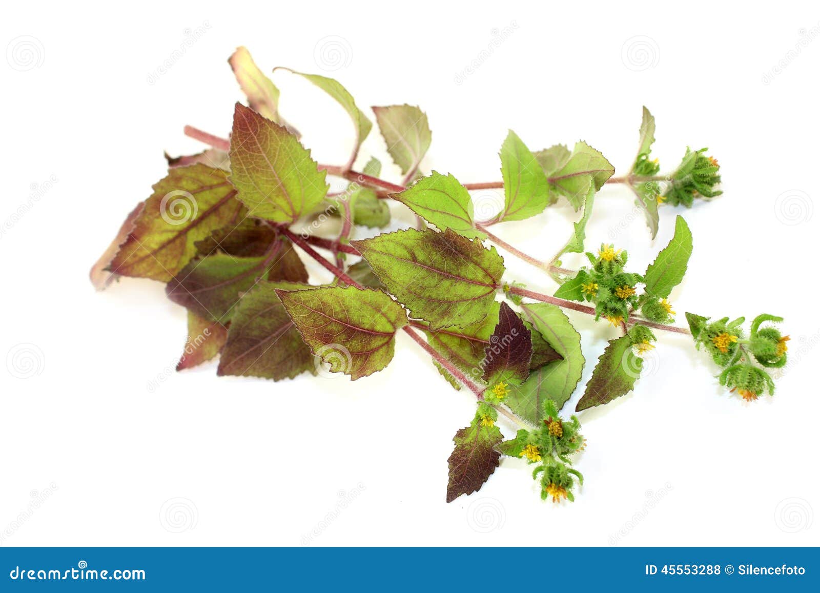 Xi Xian Cao Stock Photos Free & RoyaltyFree Stock Photos from Dreamstime