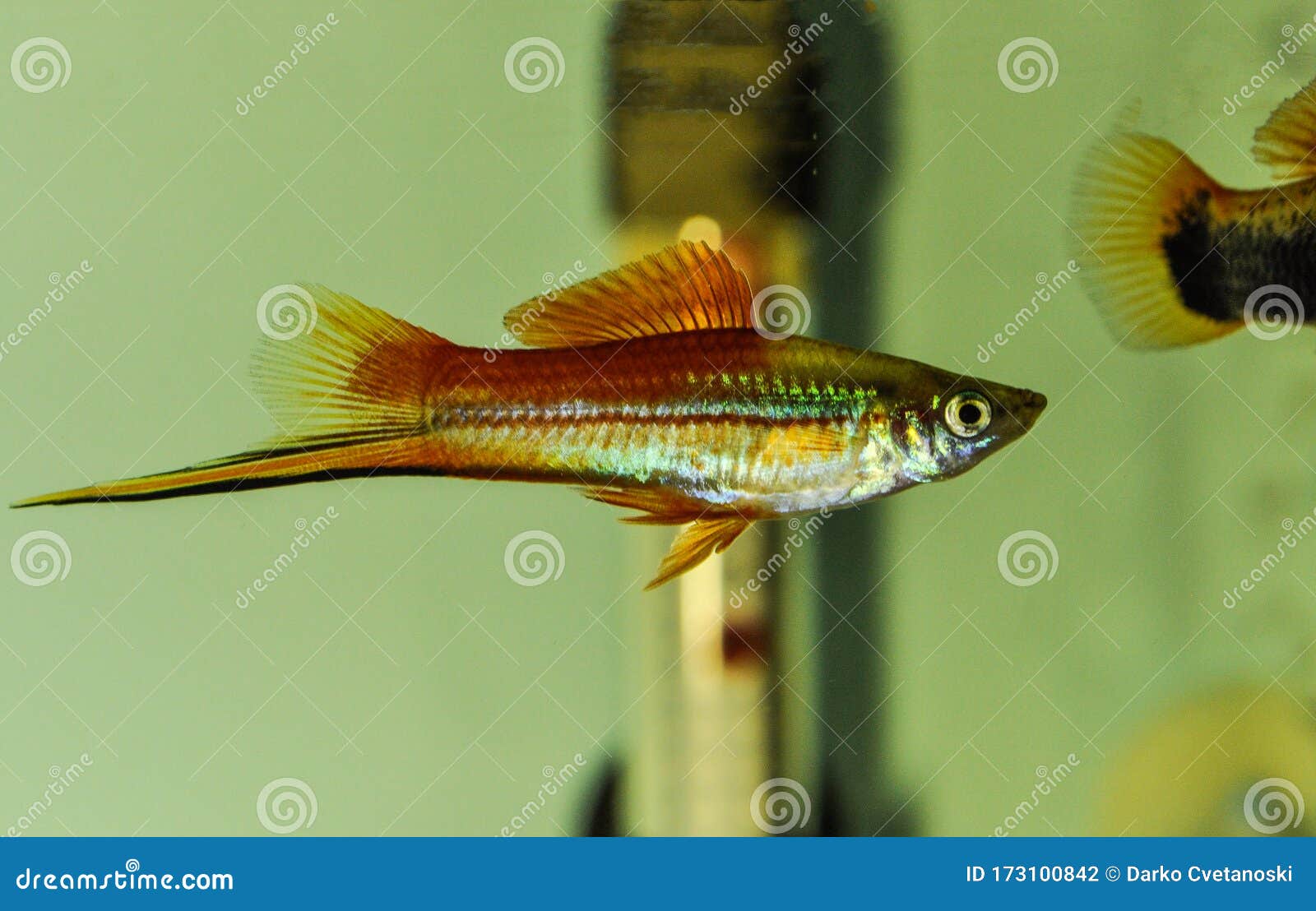 Xiphophorus Hellerii Spugna Nuotando in Acquario Fotografia Stock -  Immagine di famiglia, mosca: 173100842