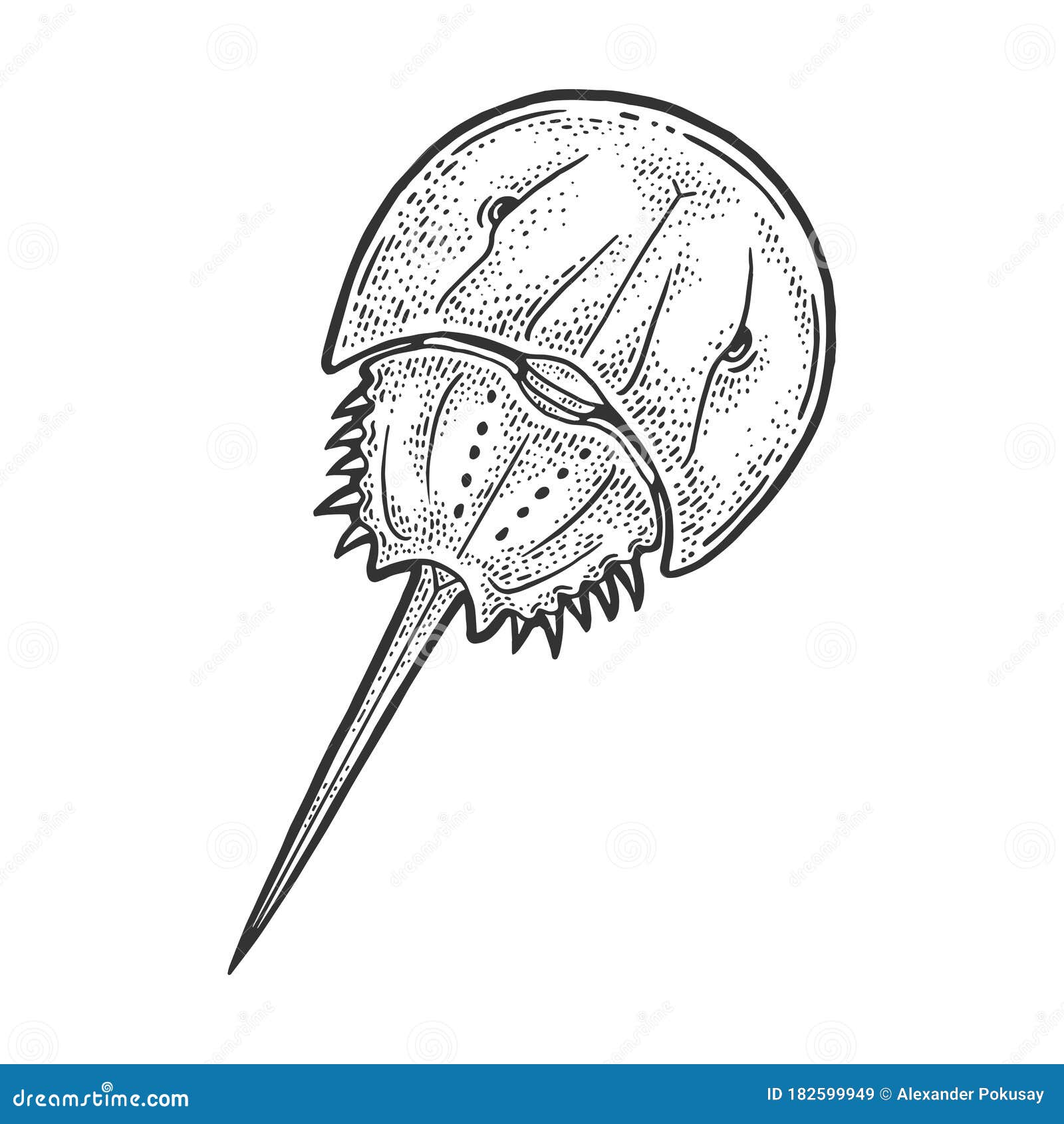 Xiphosura Cartoons, Illustrations & Vector Stock Images - 10 Pictures