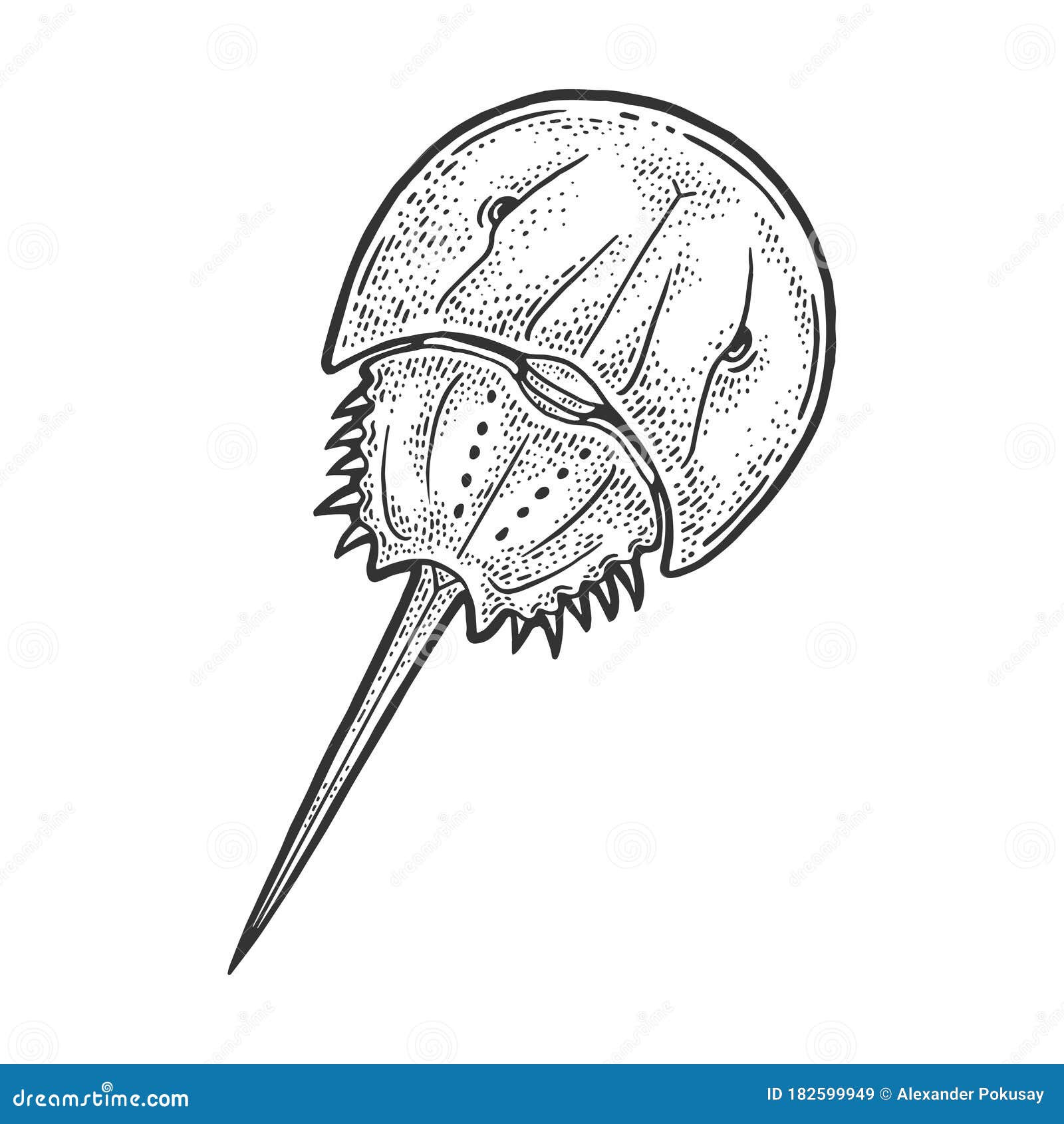 Xiphosura Horseshoe Crab Sketch Vector Stock Vector  Illustration of  fashion isolated 182599949