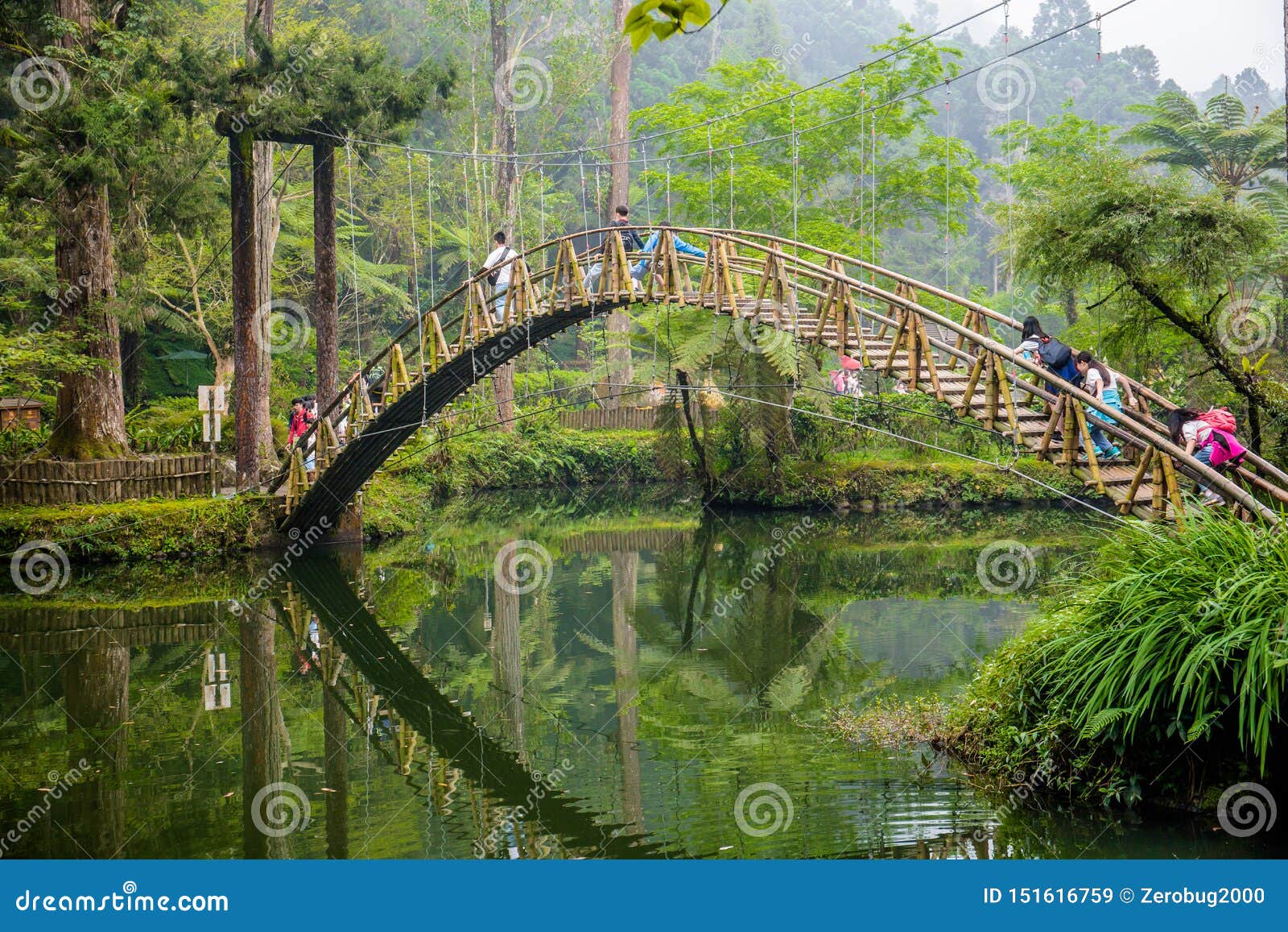 Har lært begrænse gå på arbejde Xitou Nature Education Area Editorial Stock Image - Image of xitou, bamboo:  151616759