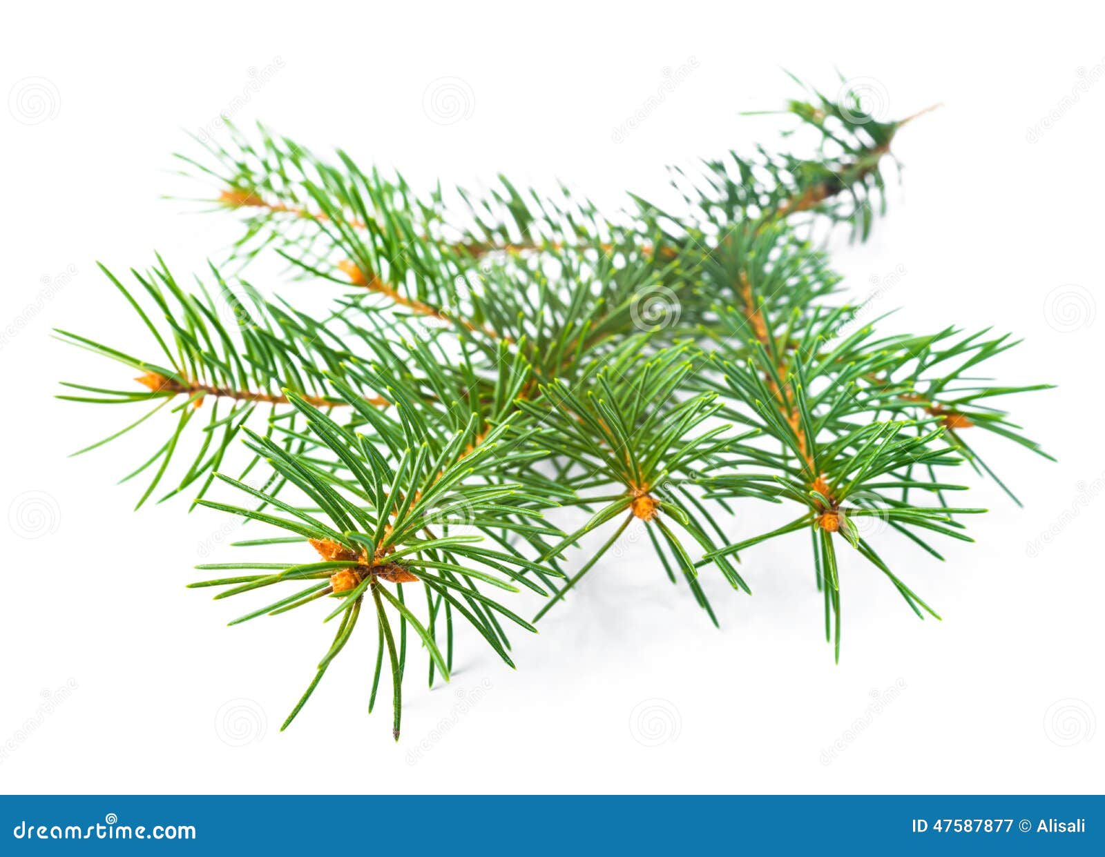 Xmas Green Fir Tree Branch Isolated on White Stock Image Image of