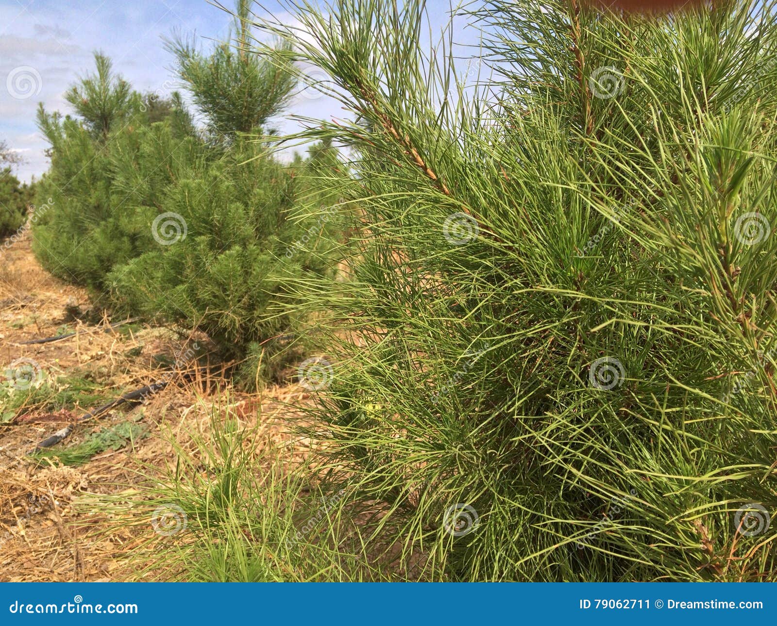 Xmas Saps stock image. Image of saplings, cute, tree 79062711