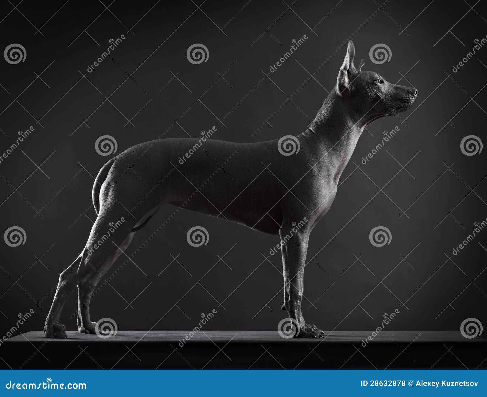Xoloitzcuintle Dog on Low Key Photo Stock Photo Image of black, pretty 28632878
