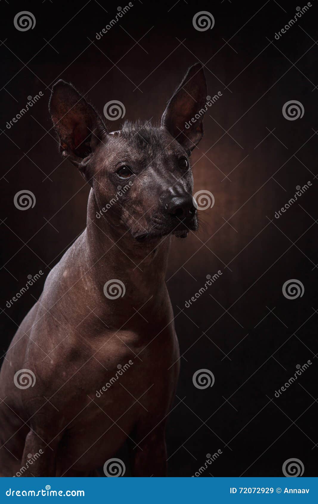 Xoloitzcuintle - Hairless Mexican Dog Breed Stock Image - Image of ...