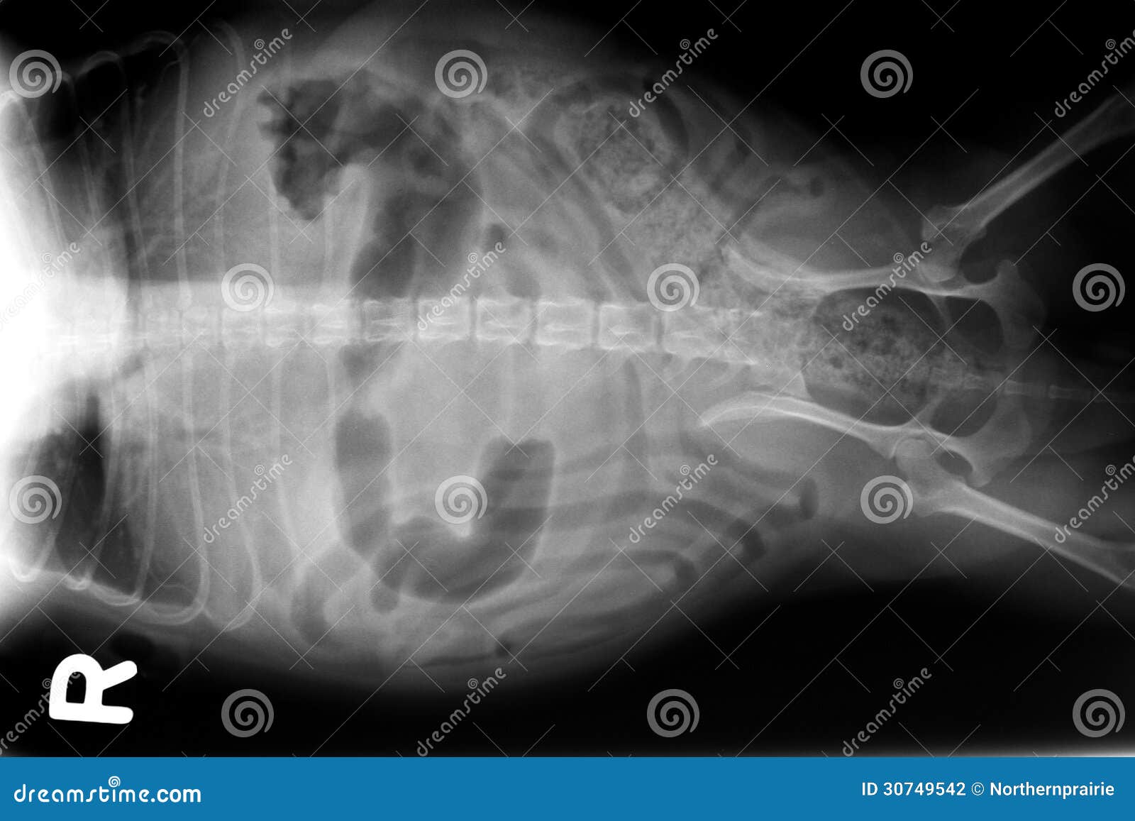 Xray of dog abdomen stock photo. Image of animal, bone 30749542