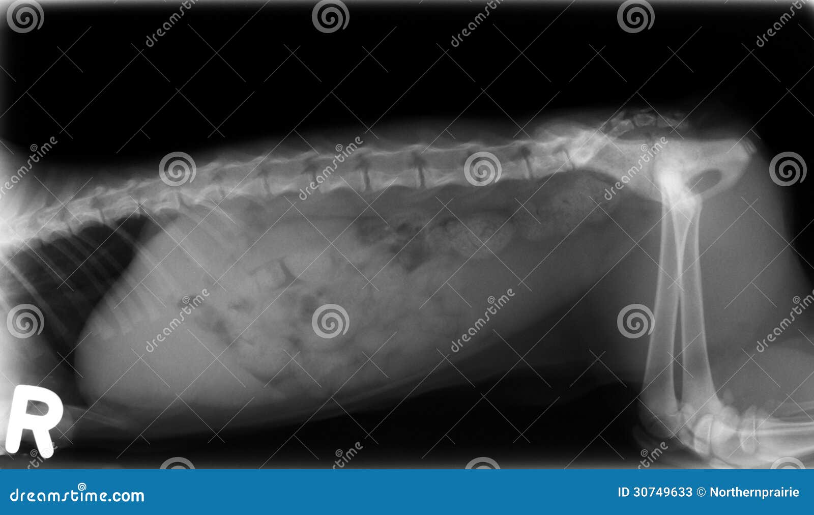 Xray of dog abdomen stock image. Image of intestine, thorax 30749633