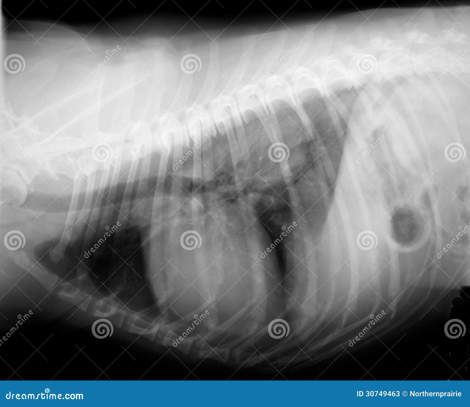 how much is a chest xray for a dog