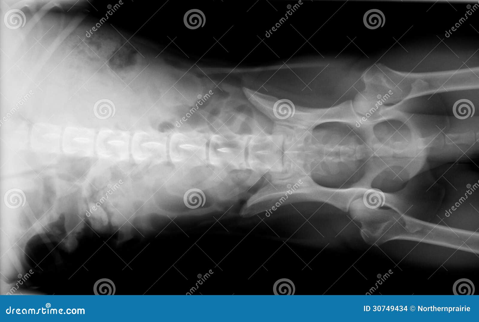 Xray Of Dog Pelvis And Abdomen Stock Photo Image 30749434