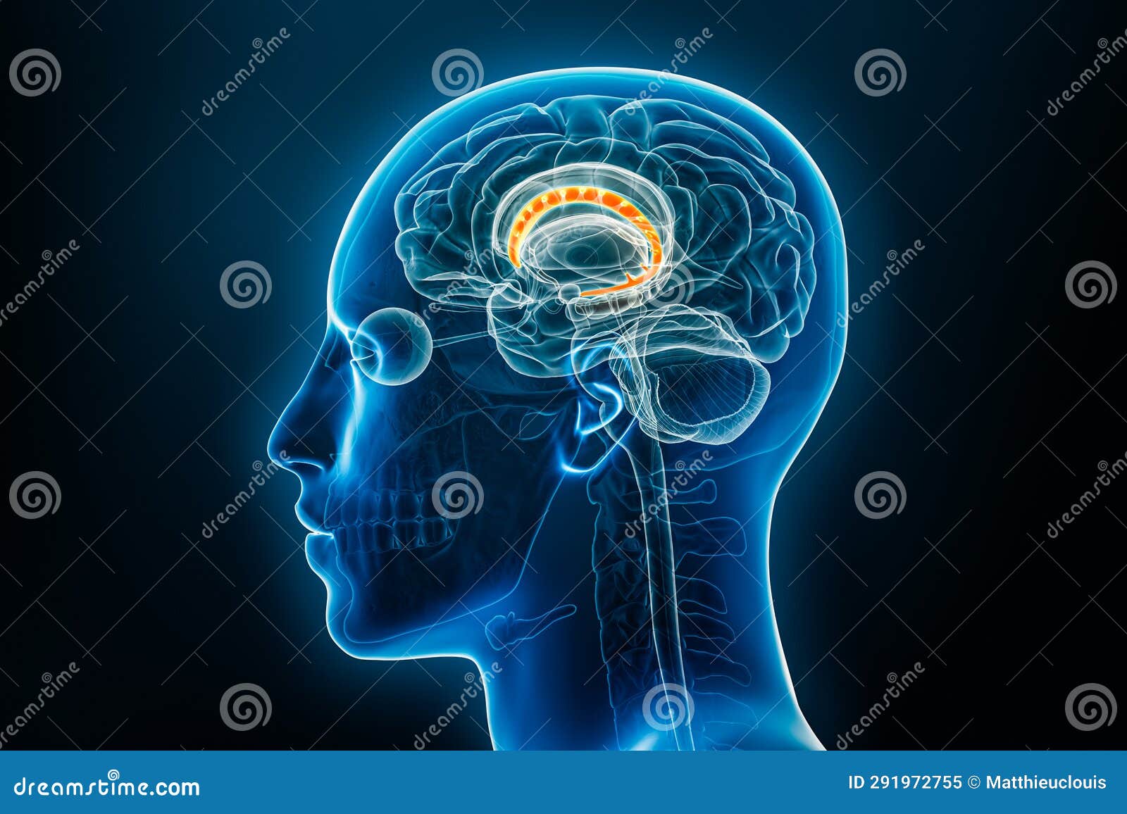 Xray Lateral or Profile View of the Caudate Nucleus 3D Rendering ...