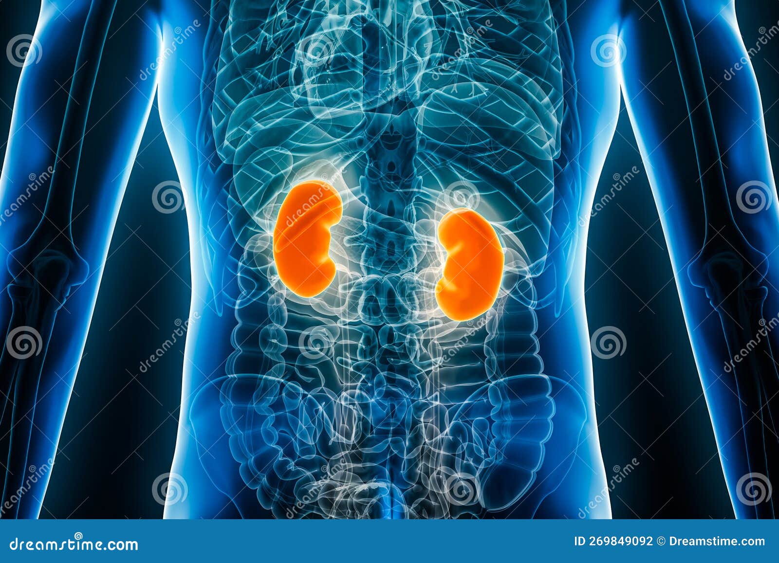 Kidneys male anatomy of human organs x ray view stock photo
